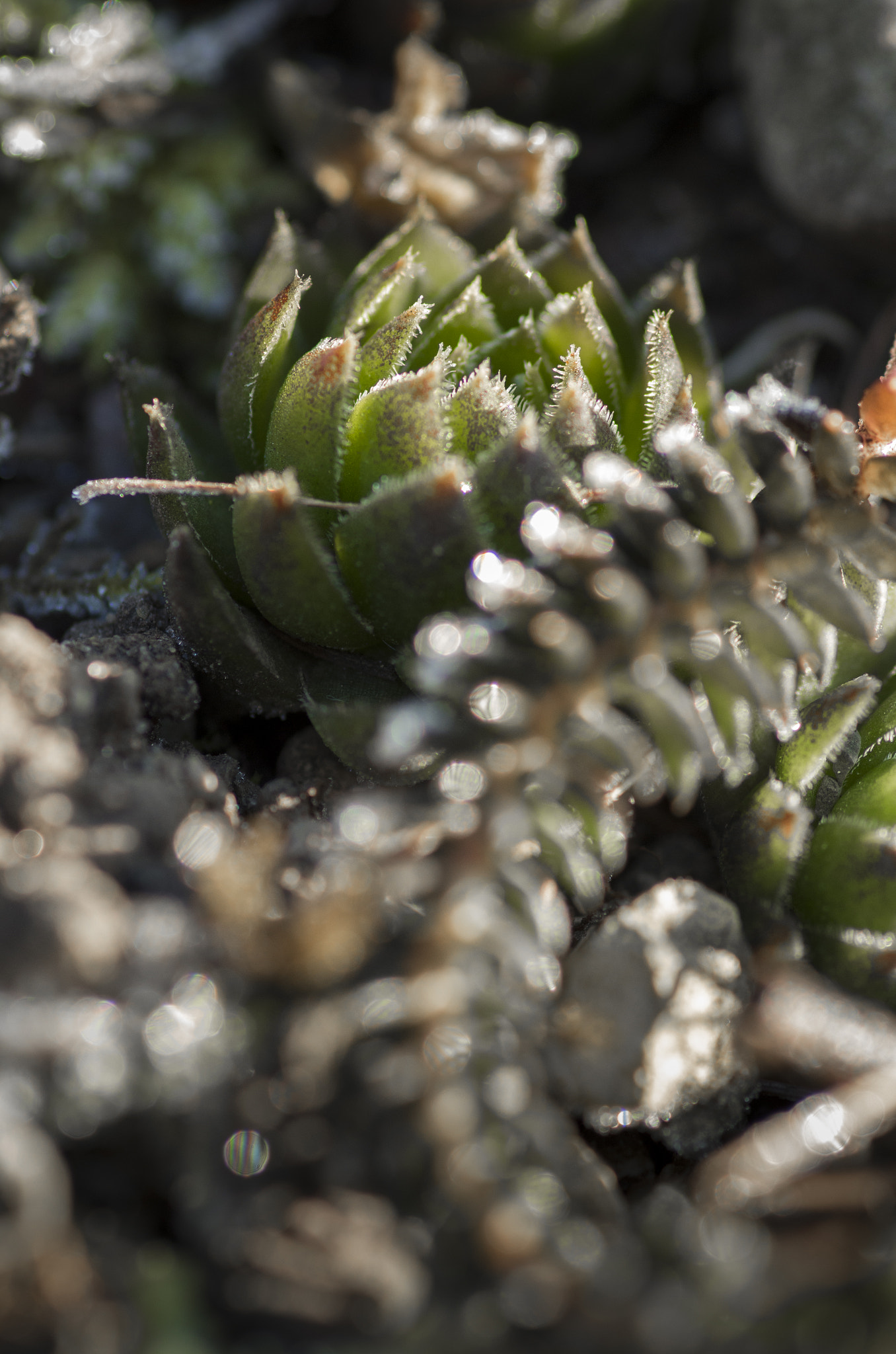 Pentax smc D-FA 100mm F2.8 Macro WR sample photo. Houseleeks photography