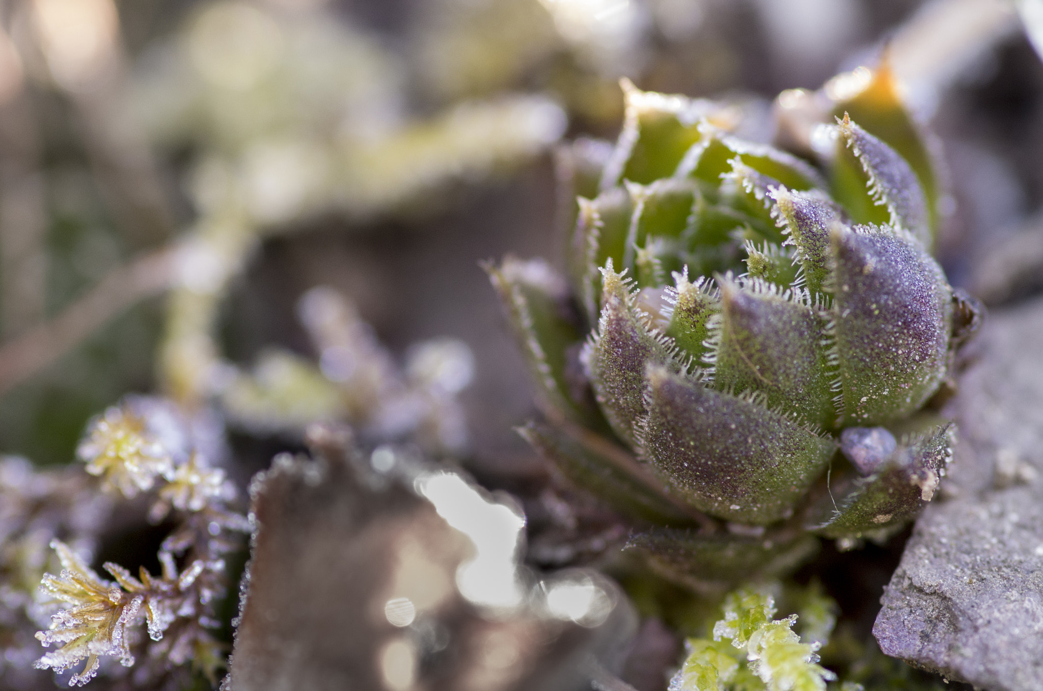 Pentax smc D-FA 100mm F2.8 Macro WR sample photo. Houseleek photography