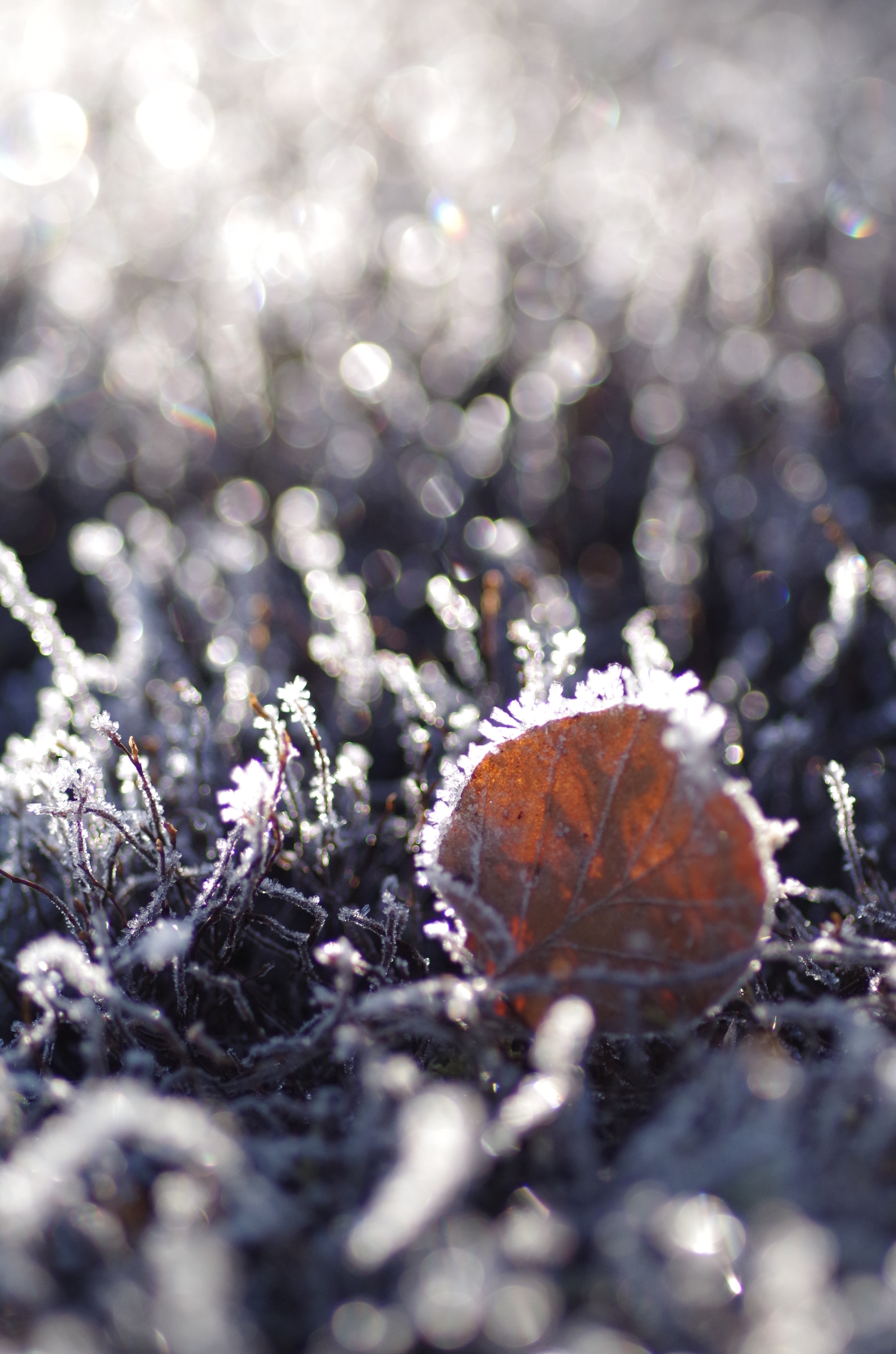 Pentax K-30 + Pentax smc D-FA 100mm F2.8 Macro WR sample photo. Leaf with frost (i) photography