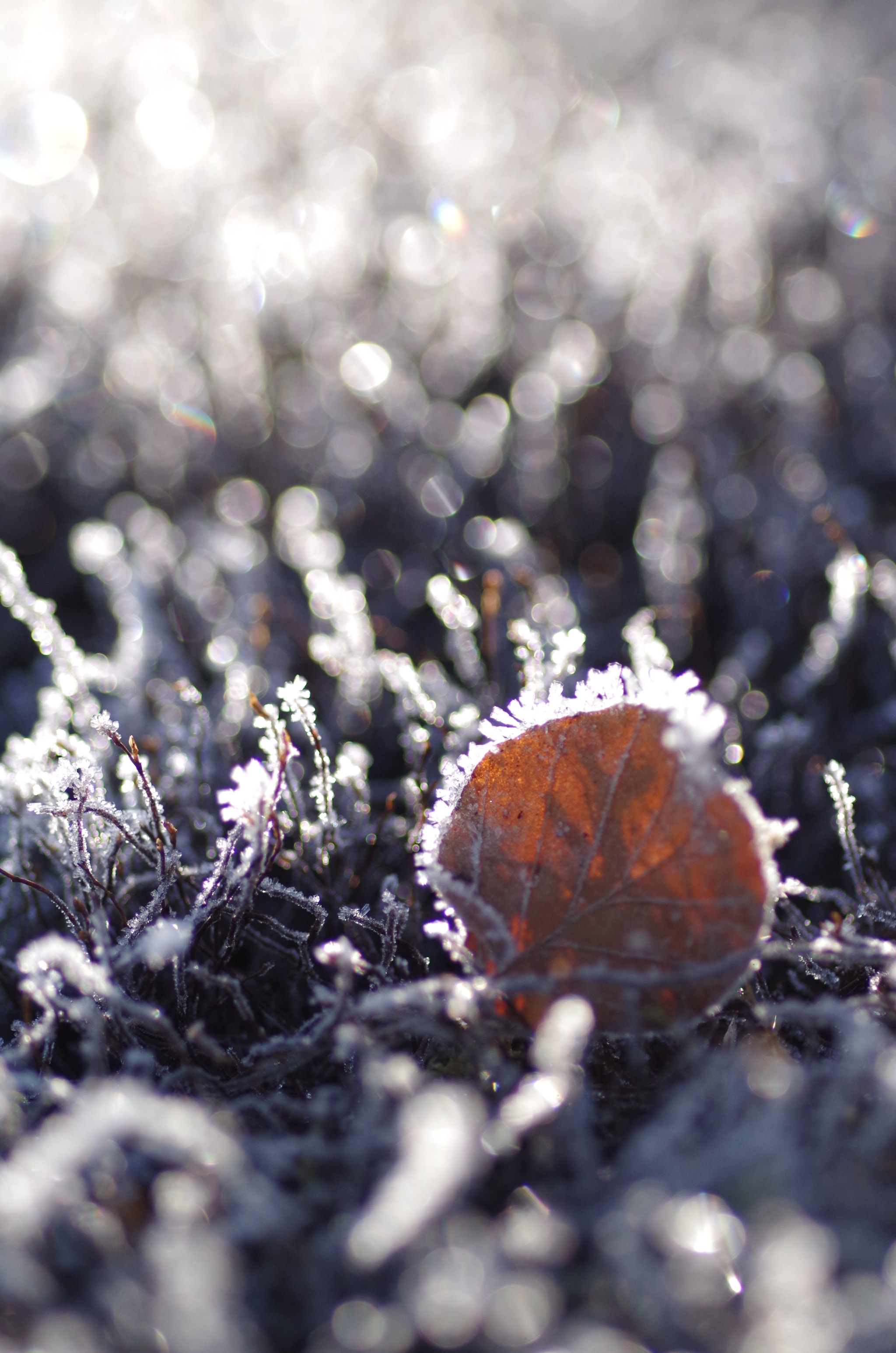 Pentax smc D-FA 100mm F2.8 Macro WR sample photo. Leaf with frost (i) photography