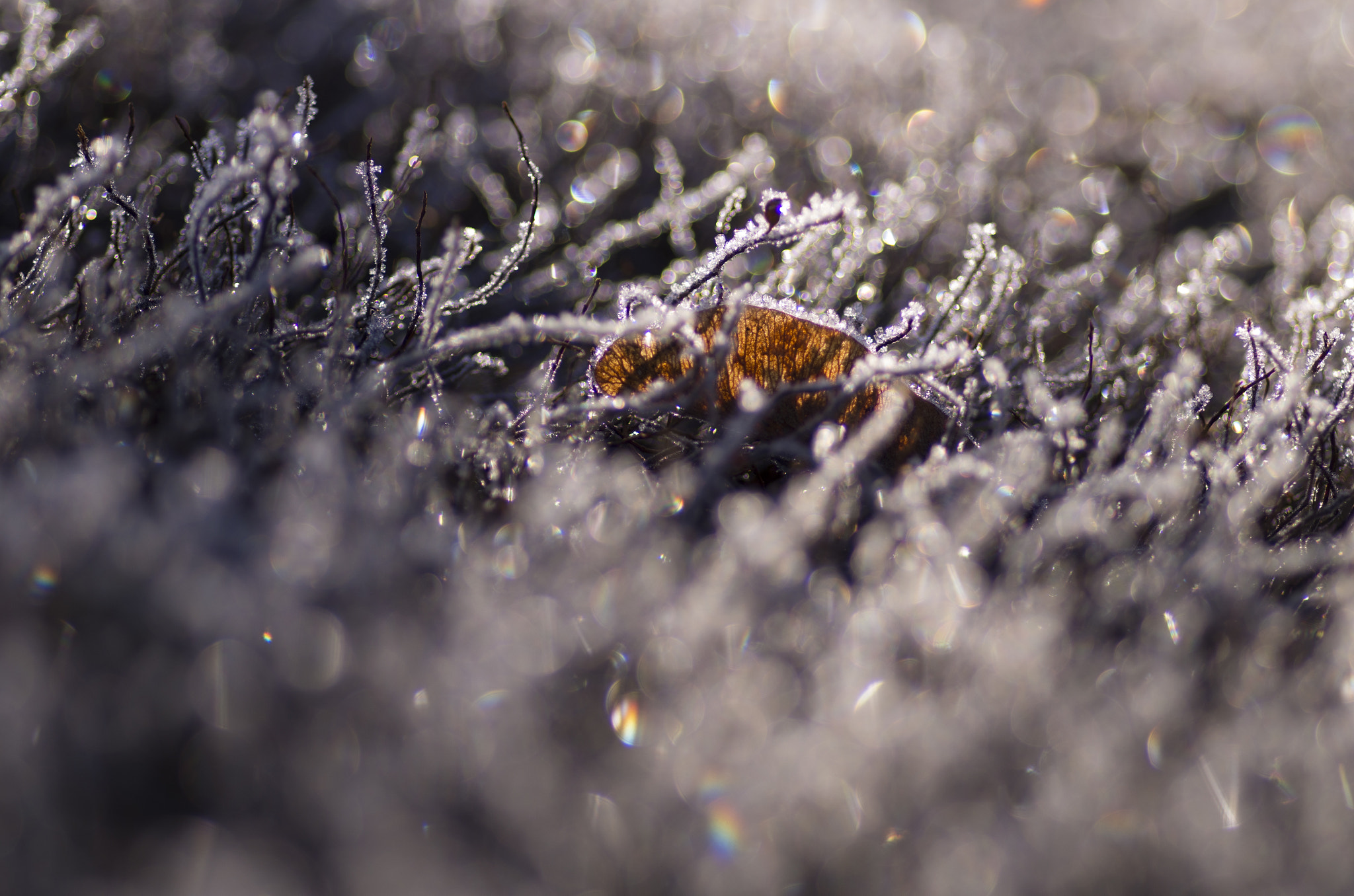 Pentax smc D-FA 100mm F2.8 Macro WR sample photo. Frost photography