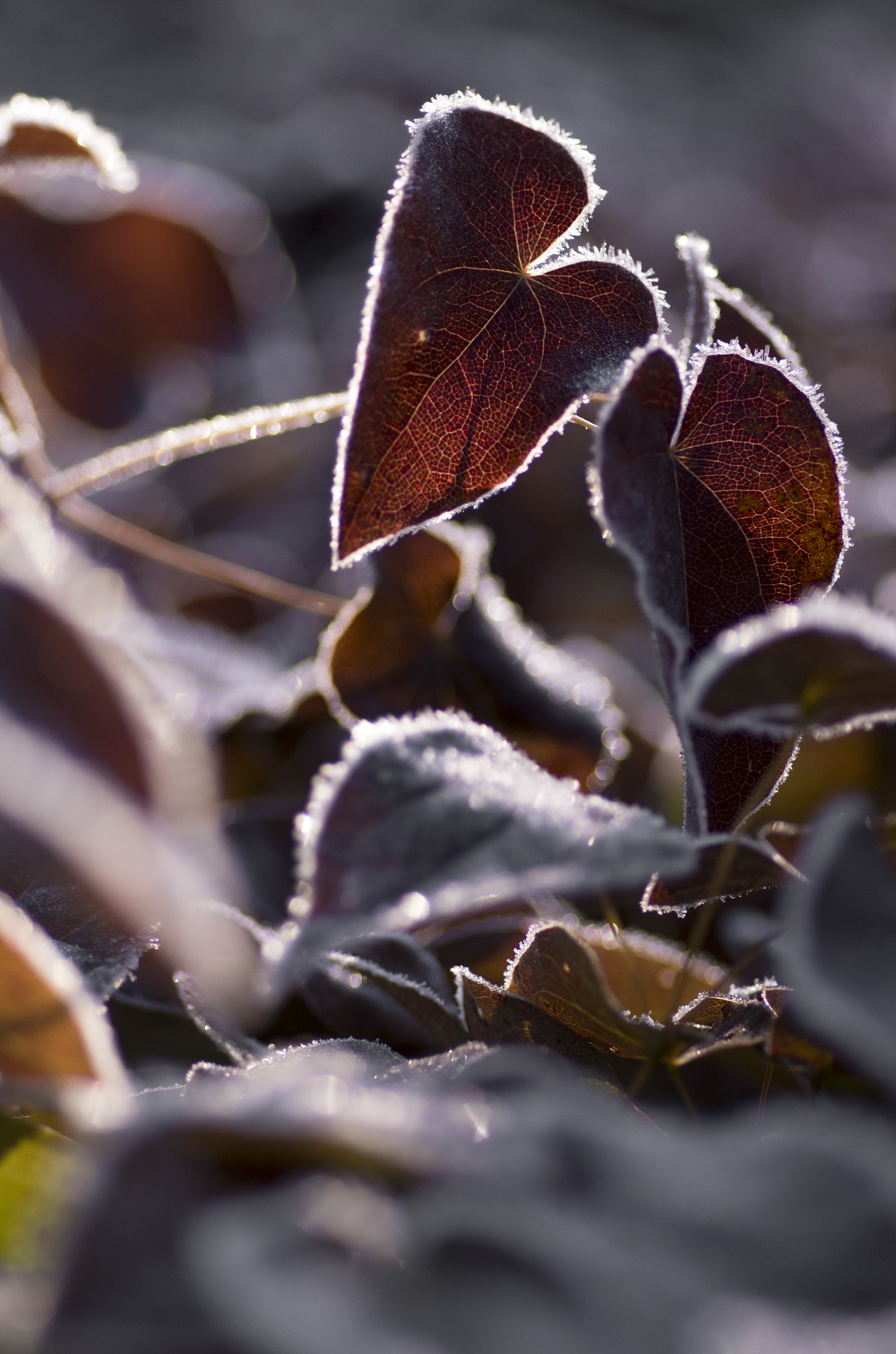 Pentax smc D-FA 100mm F2.8 Macro WR sample photo. Winter shine photography