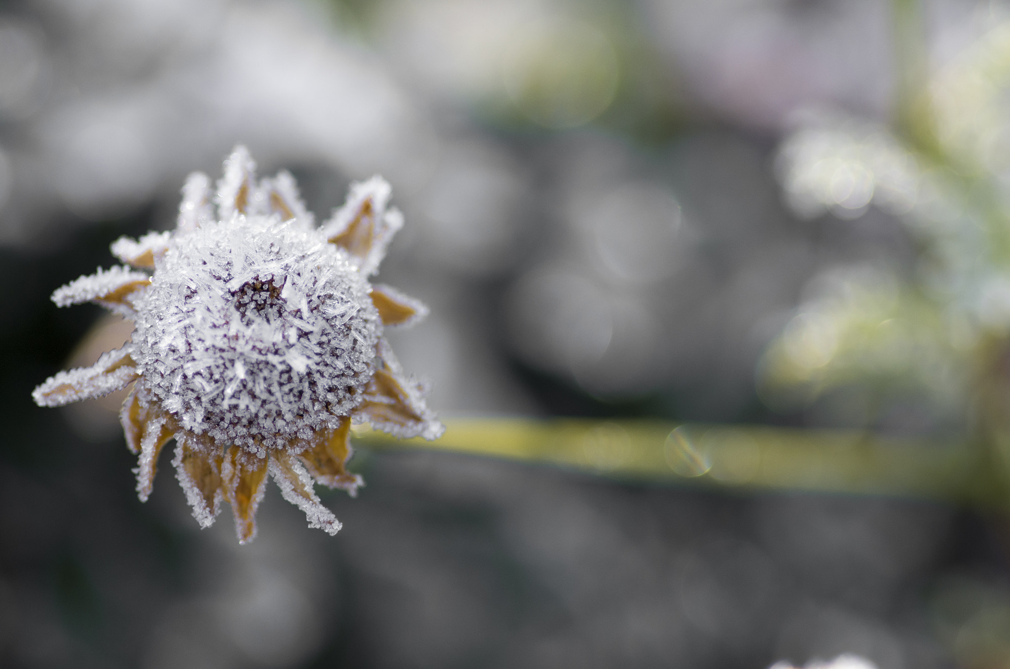 Pentax smc D-FA 100mm F2.8 Macro WR sample photo. Frosty flower photography