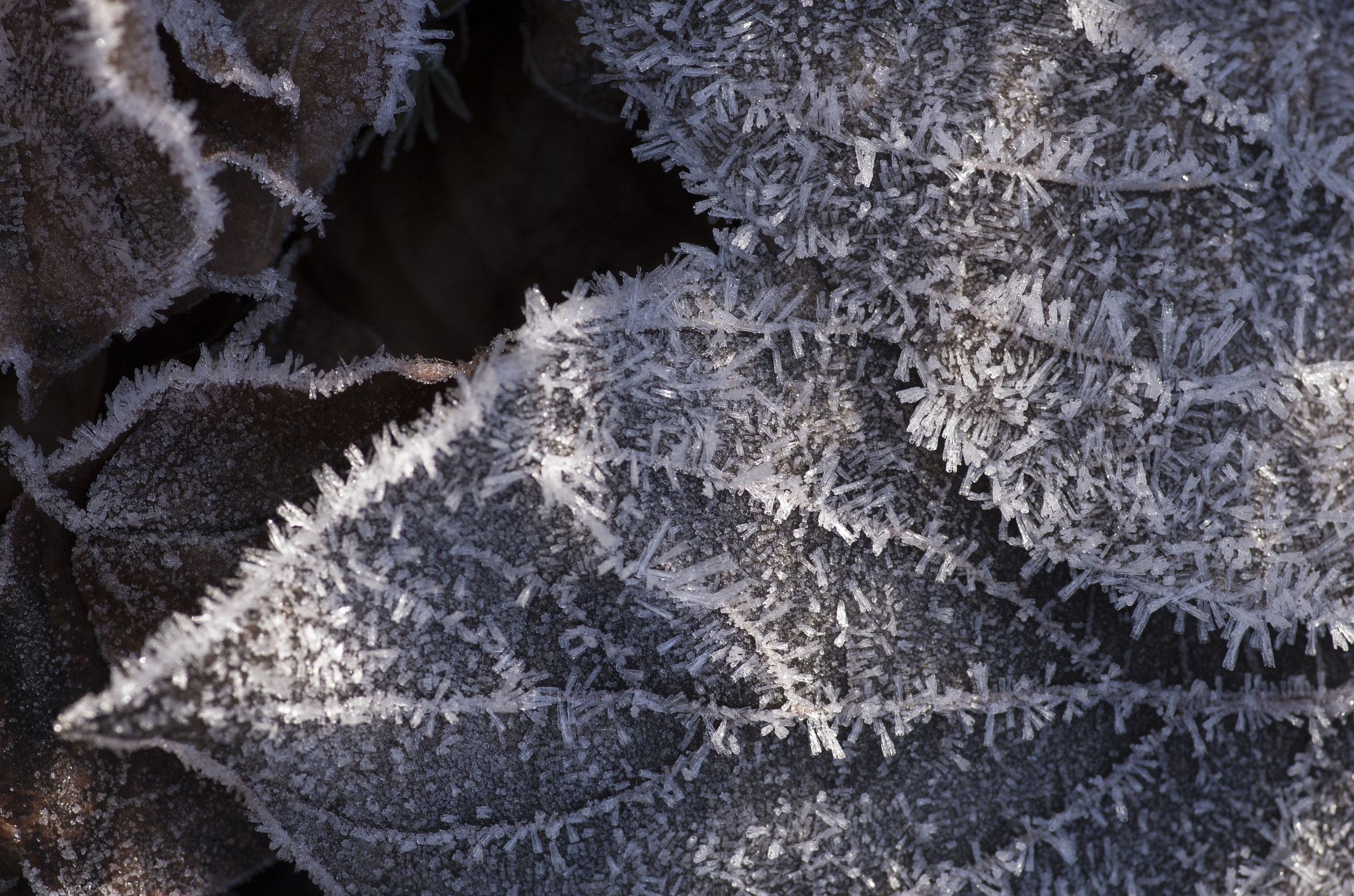Pentax smc D-FA 100mm F2.8 Macro WR sample photo. Leaf with frost (ii) photography