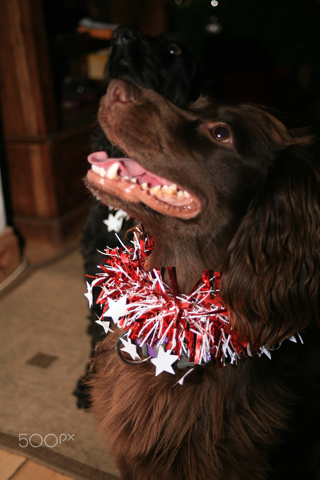 Canon EF 28-80mm f/3.5-5.6 sample photo. Christmas celebrations photography