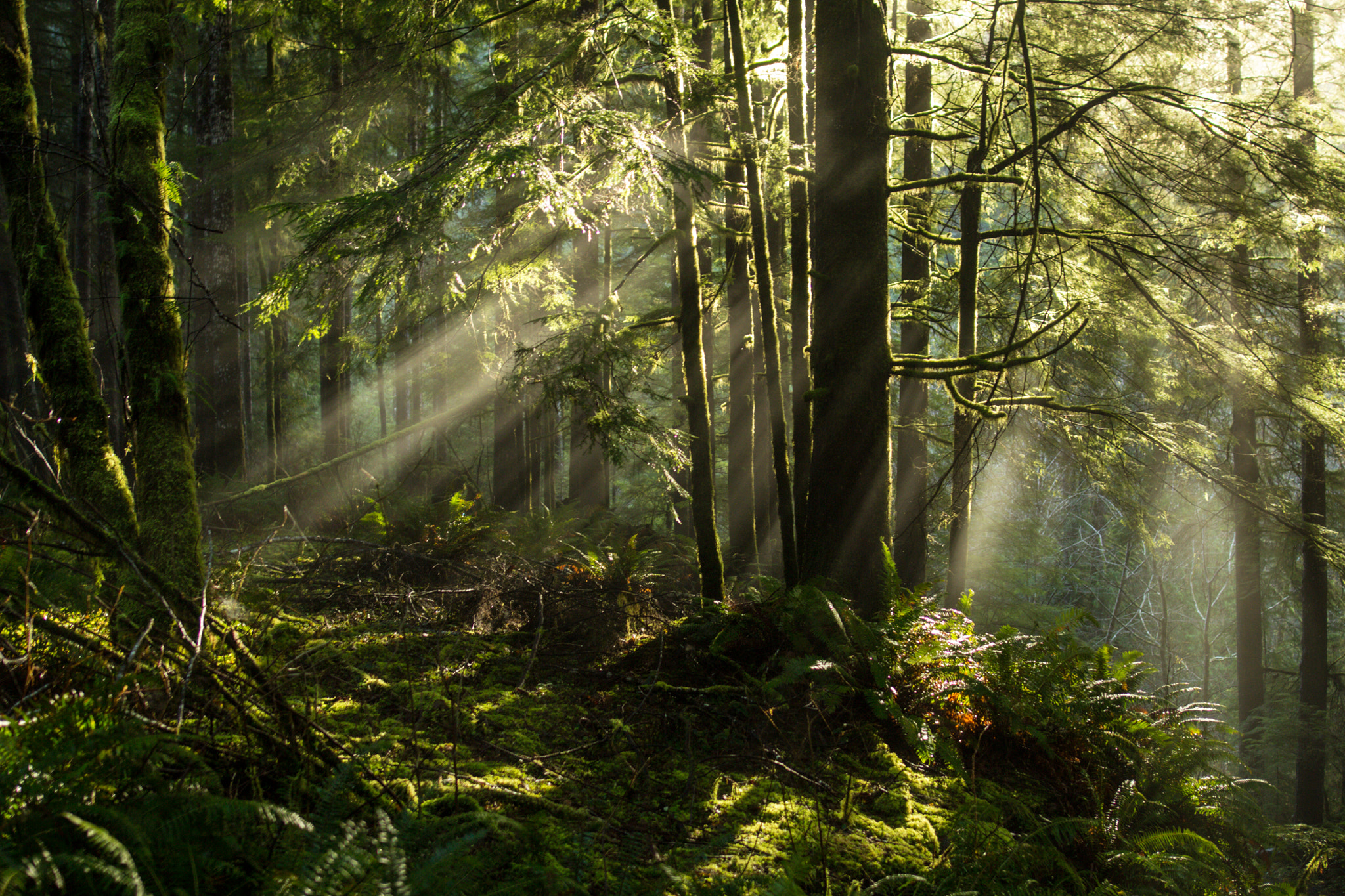 Sigma 24mm F1.4 DG HSM Art sample photo. Oregon coast v photography
