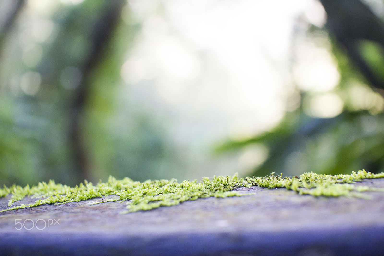 Sigma 30mm F1.4 EX DC HSM sample photo. Growth hacker photography