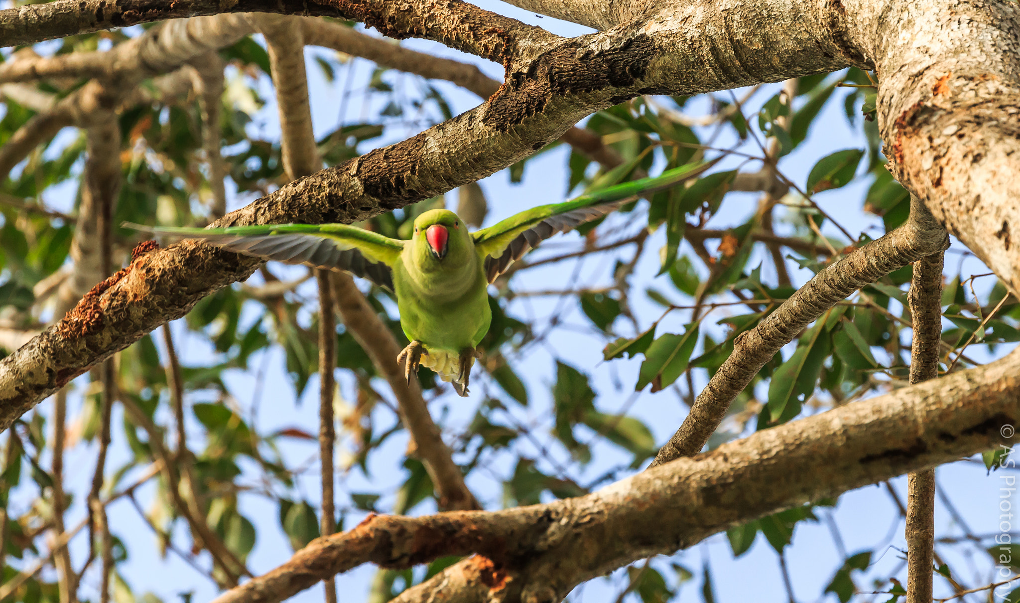 Canon EOS 700D (EOS Rebel T5i / EOS Kiss X7i) + Canon EF 100-400mm F4.5-5.6L IS II USM sample photo. Rose ringed parakeet photography