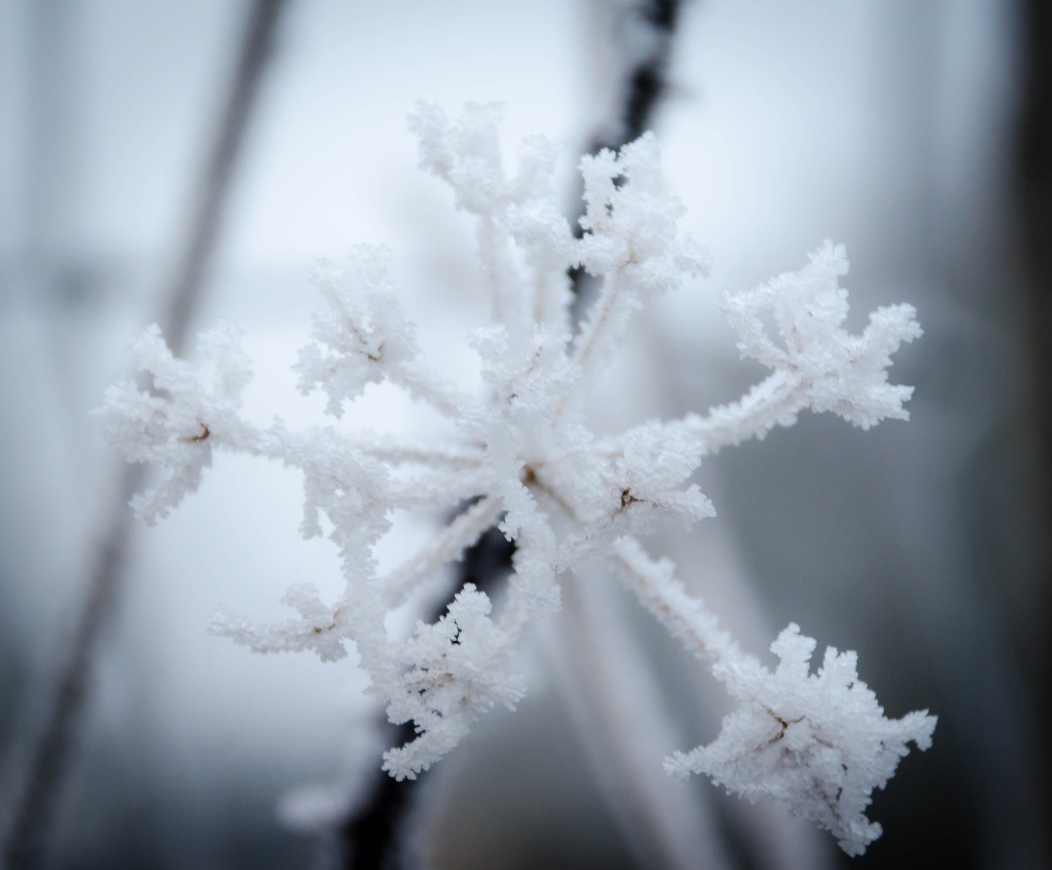 Sigma 18-200mm F3.5-6.3 II DC OS HSM sample photo. Etoile des neiges photography