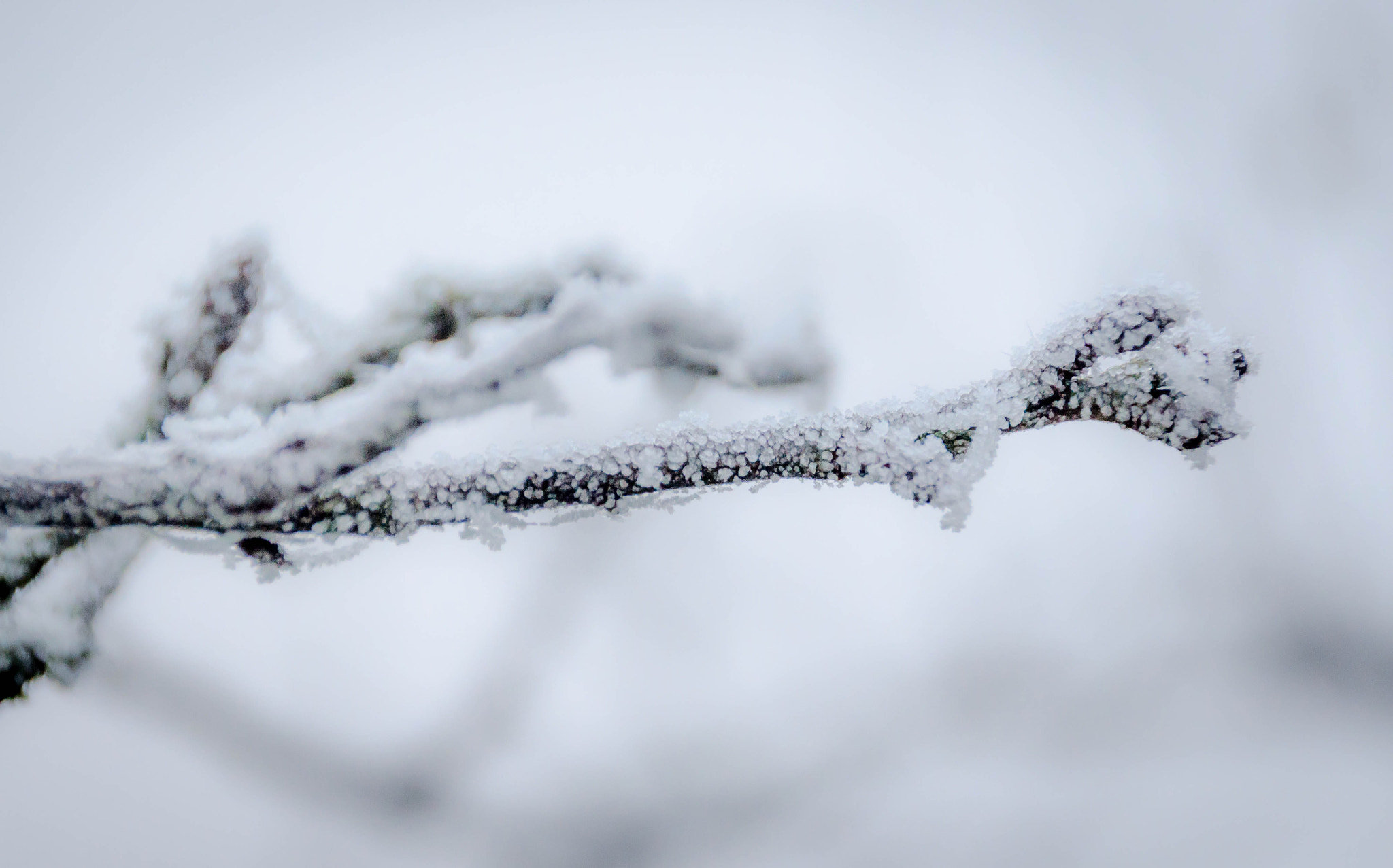 Sigma 18-200mm F3.5-6.3 II DC OS HSM sample photo. Sucre glace photography