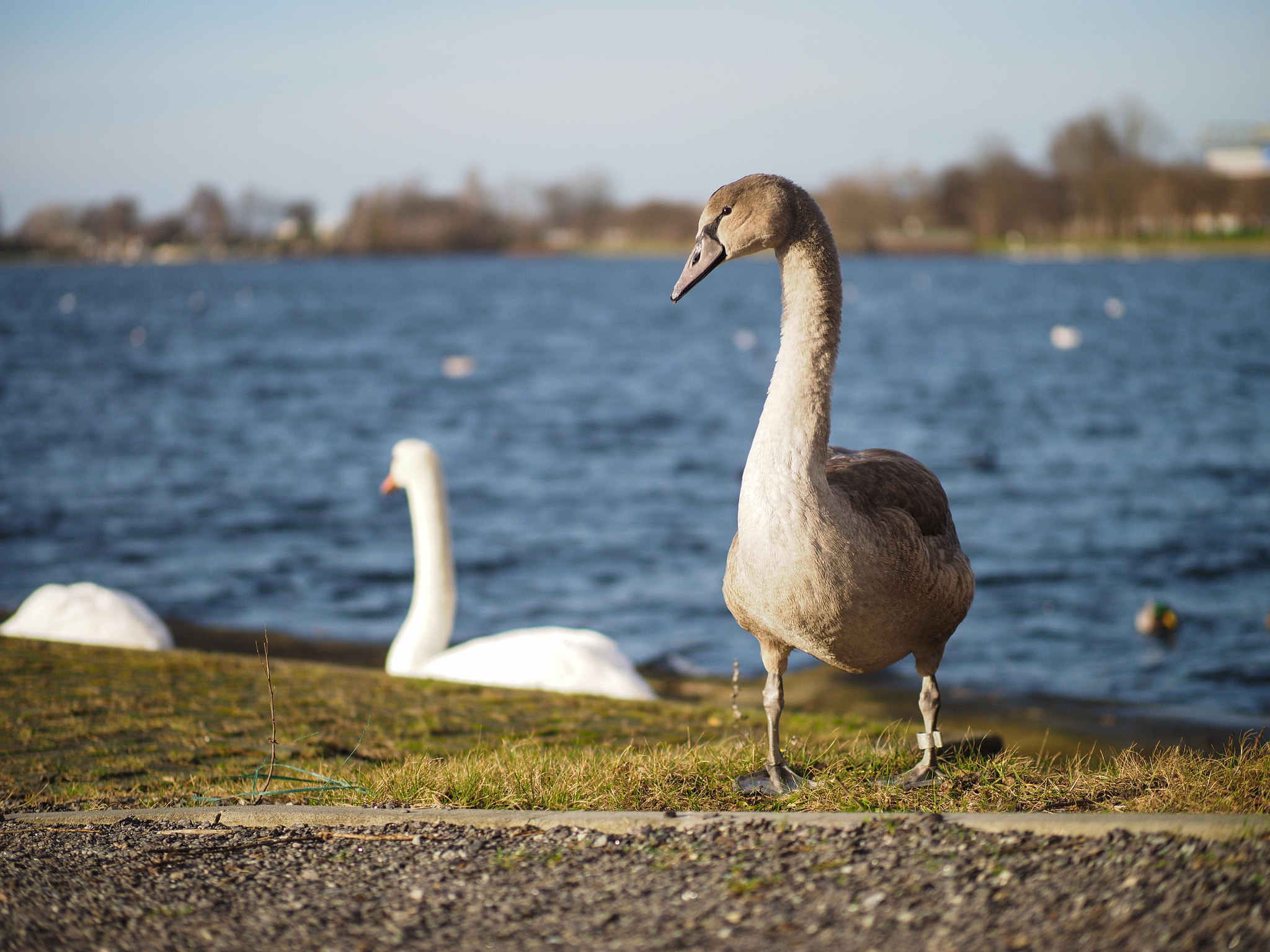 Olympus OM-D E-M1 + Panasonic Leica DG Nocticron 42.5mm F1.2 ASPH OIS sample photo. Olympus digital camera photography