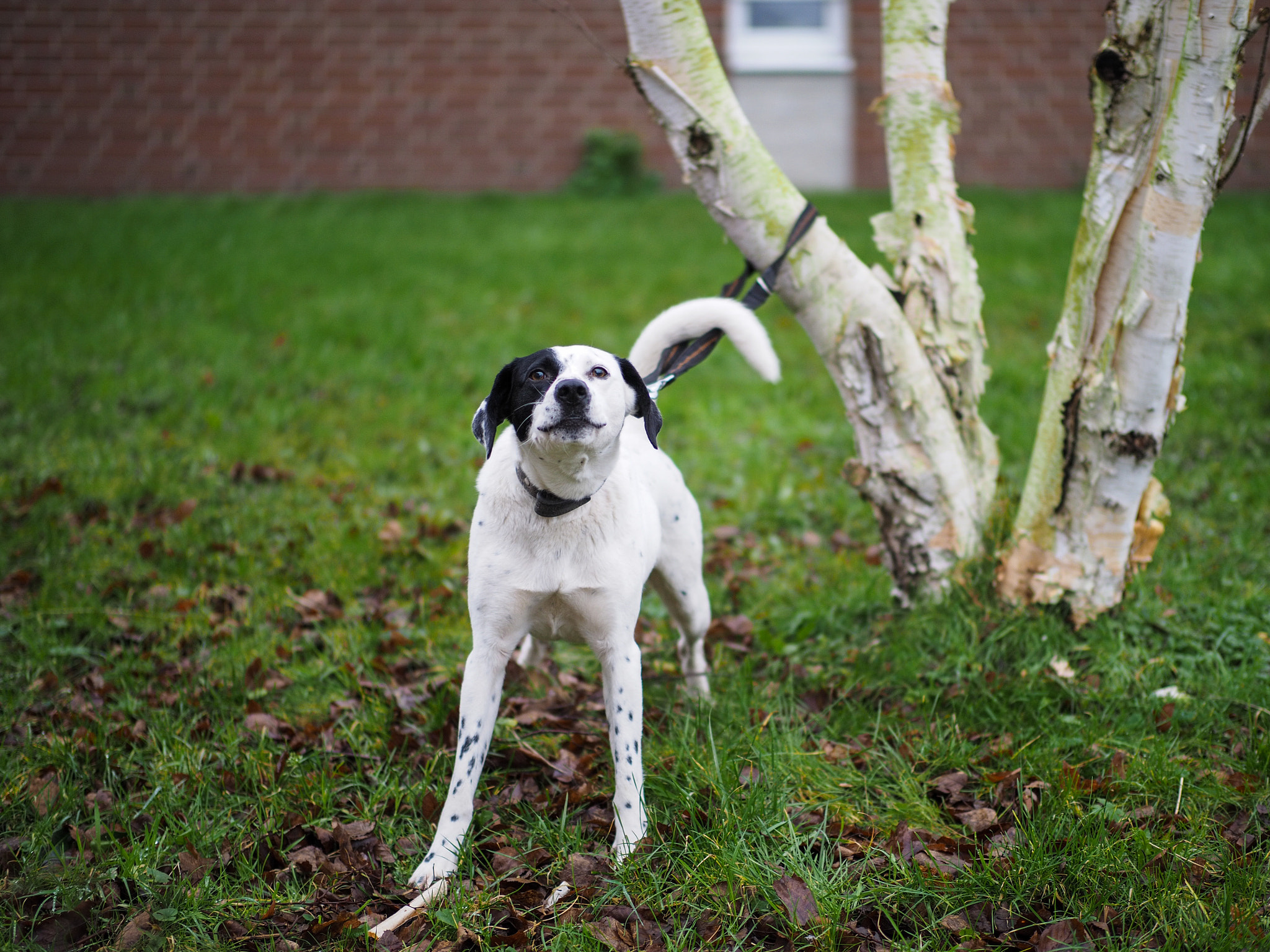 Panasonic Leica DG Nocticron 42.5mm F1.2 ASPH OIS sample photo. Olympus digital camera photography