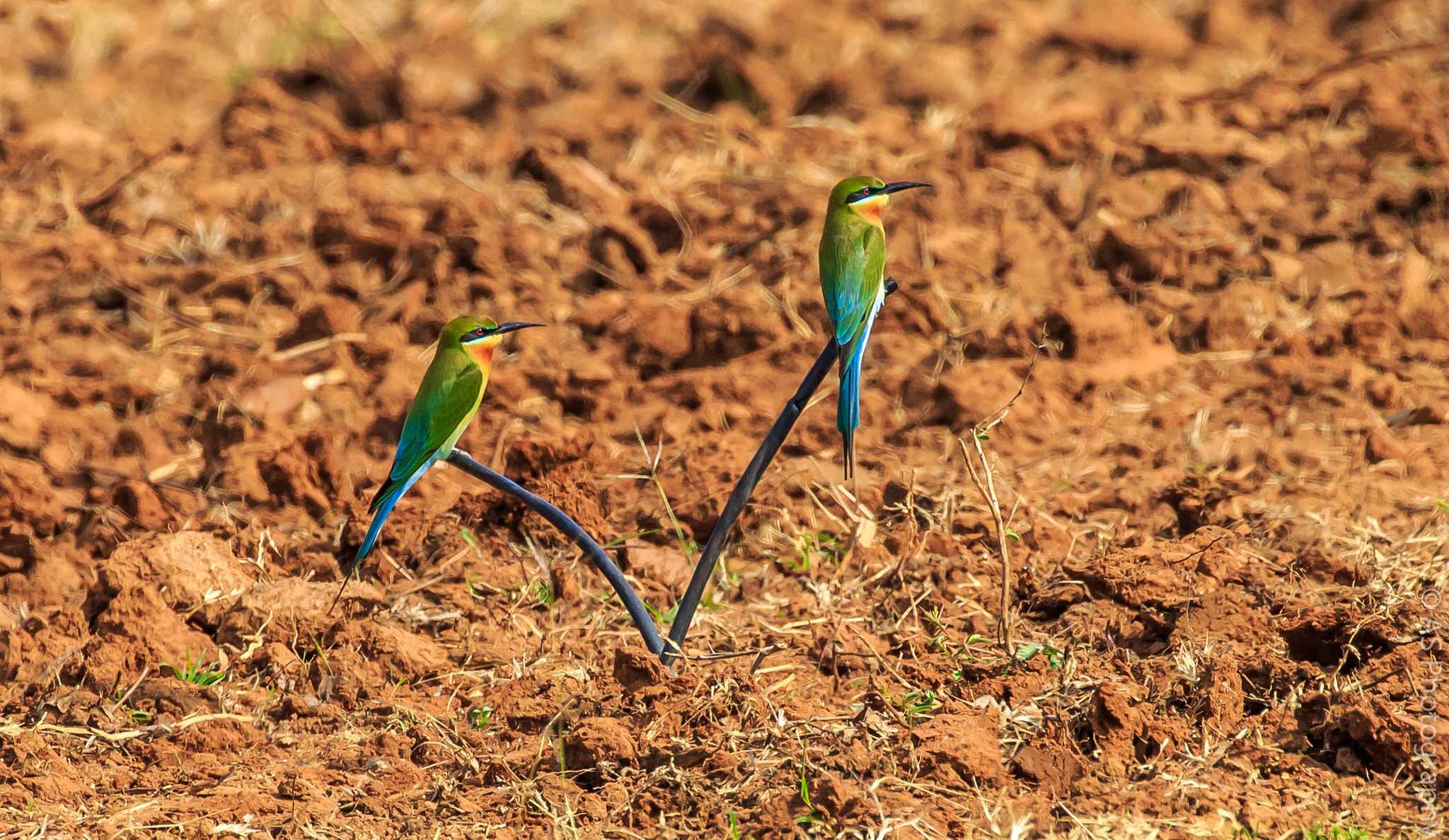 Canon EOS 700D (EOS Rebel T5i / EOS Kiss X7i) + Canon EF 100-400mm F4.5-5.6L IS II USM sample photo. A pair of green bee eaters photography