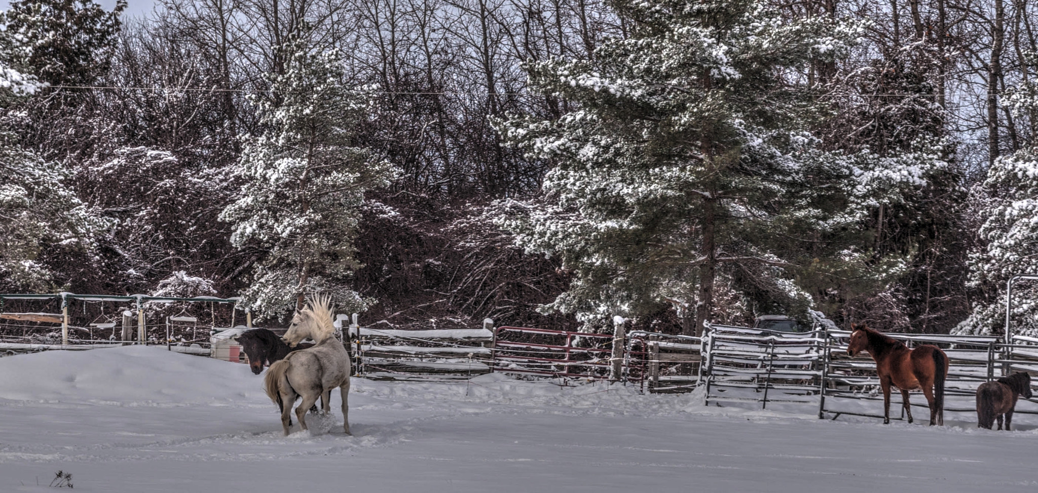 Canon EOS-1D Mark III sample photo. Playfull photography