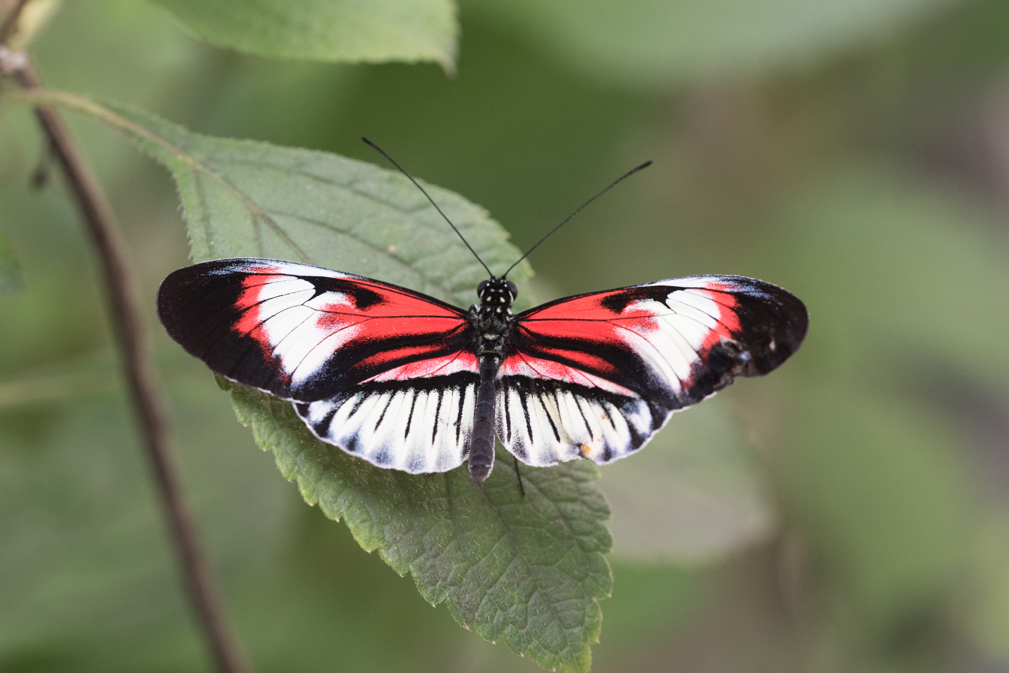Nikon D750 + Sigma 150mm F2.8 EX DG OS Macro HSM sample photo. Heliconius butterfly photography