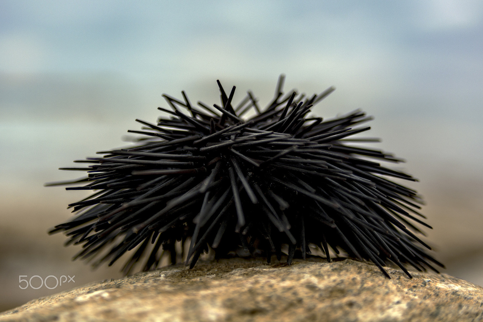 AF Zoom-Nikkor 28-105mm f/3.5-4.5D IF sample photo. Sea ​​urchin photography