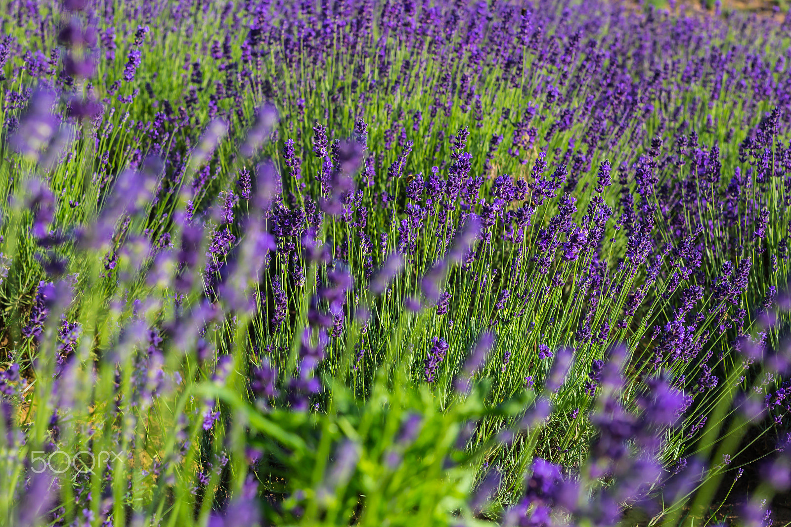 Canon EOS 100D (EOS Rebel SL1 / EOS Kiss X7) + Sigma 50mm F1.4 EX DG HSM sample photo. Summer lavender flowers photography