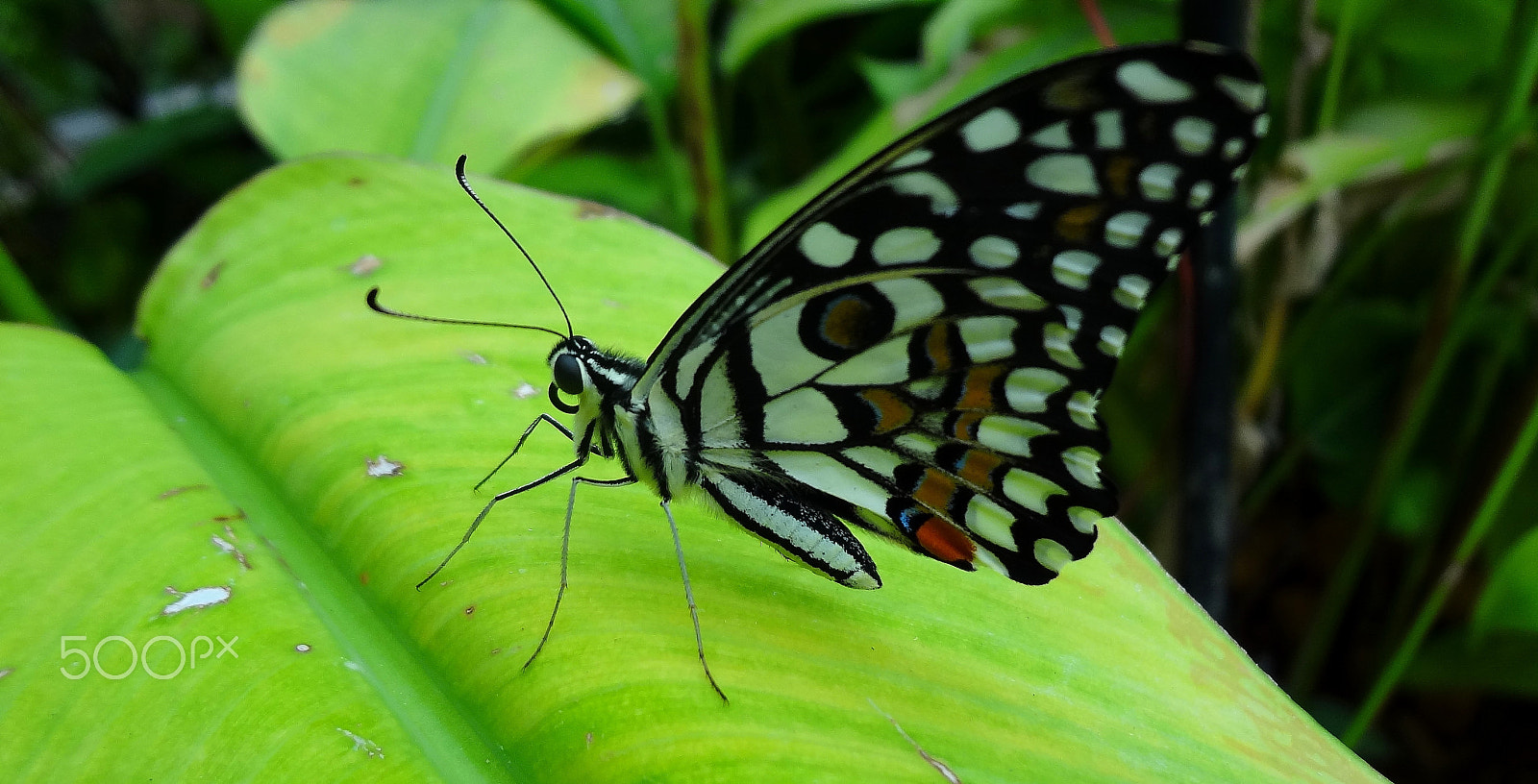 Sony DSC-WX7 sample photo. A butterfly photography