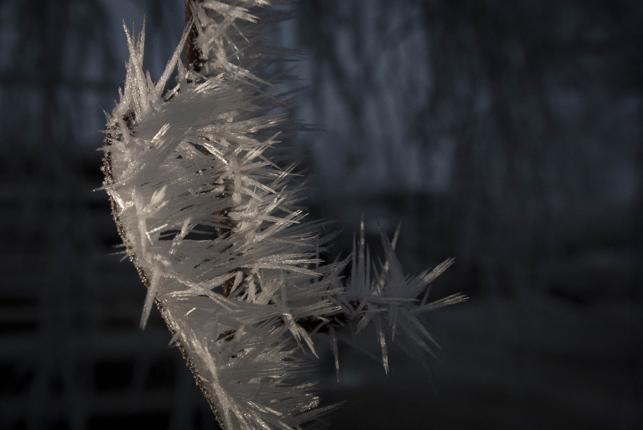 Nikon 1 Nikkor VR 10-30mm F3.5-5.6 sample photo. Frost 6 photography