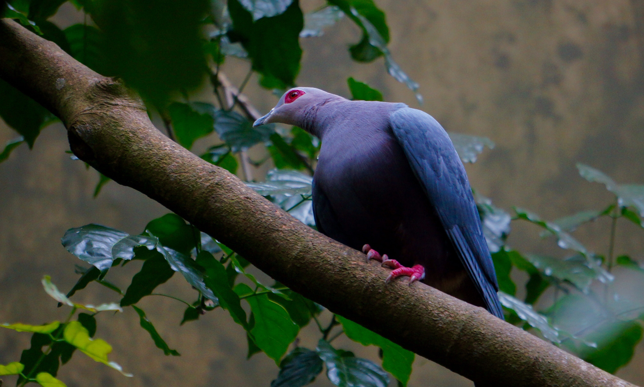 Sony E 55-210mm F4.5-6.3 OSS sample photo. Listening photography