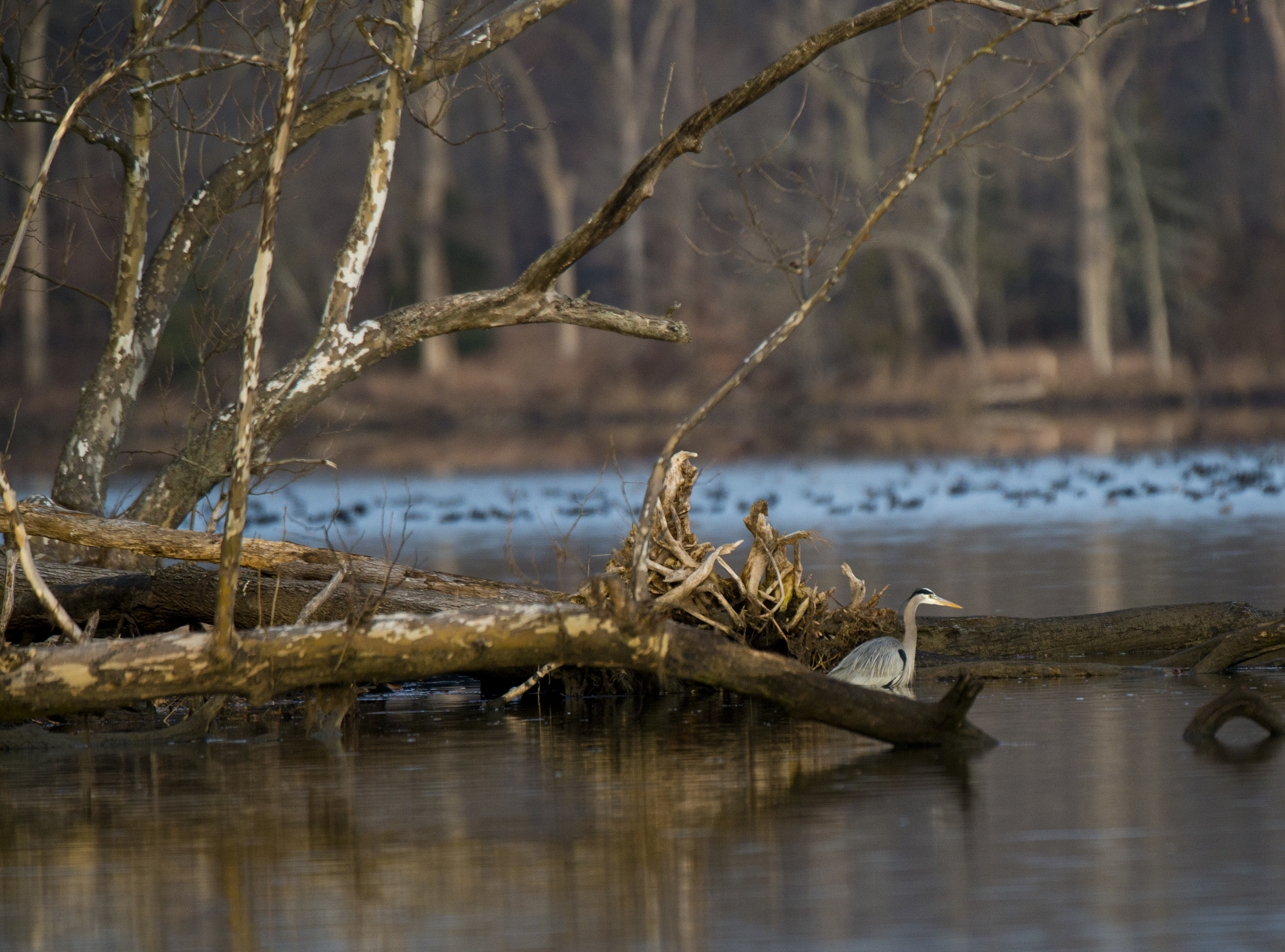 Nikon D800 + Nikon AF-S Nikkor 500mm F4G ED VR sample photo. Blue heron fishing at sunrise photography