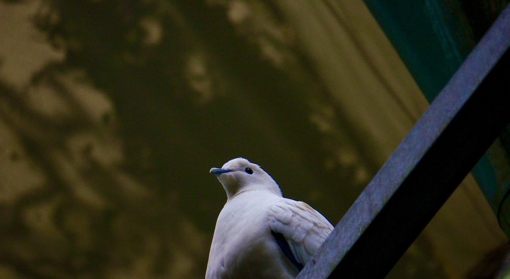 Sony E 55-210mm F4.5-6.3 OSS sample photo. Gazing photography