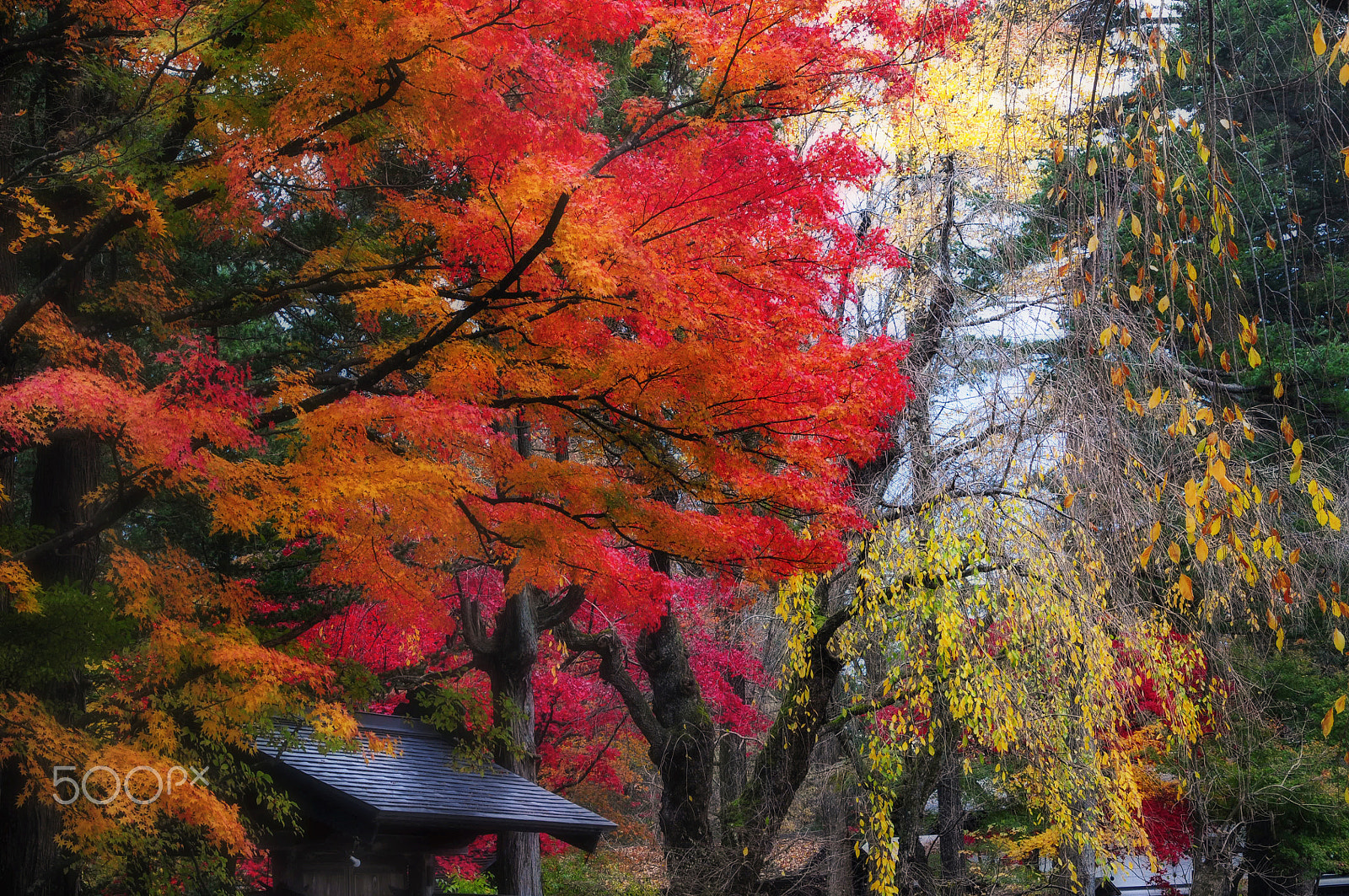 Nikon D300 sample photo. Japanese automne colors photography