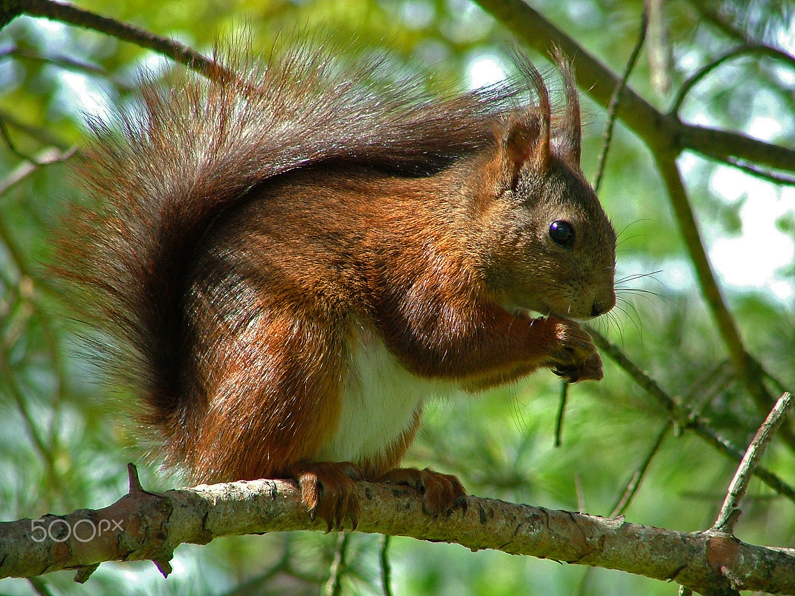 Fujifilm FinePix S5000 sample photo. Squirrel photography