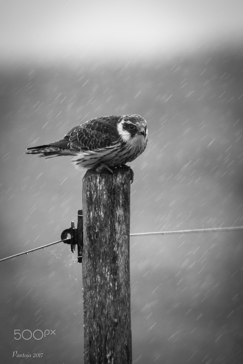 Nikon D7200 + Nikon AF-S Nikkor 300mm F4D ED-IF sample photo. In the rain ll photography