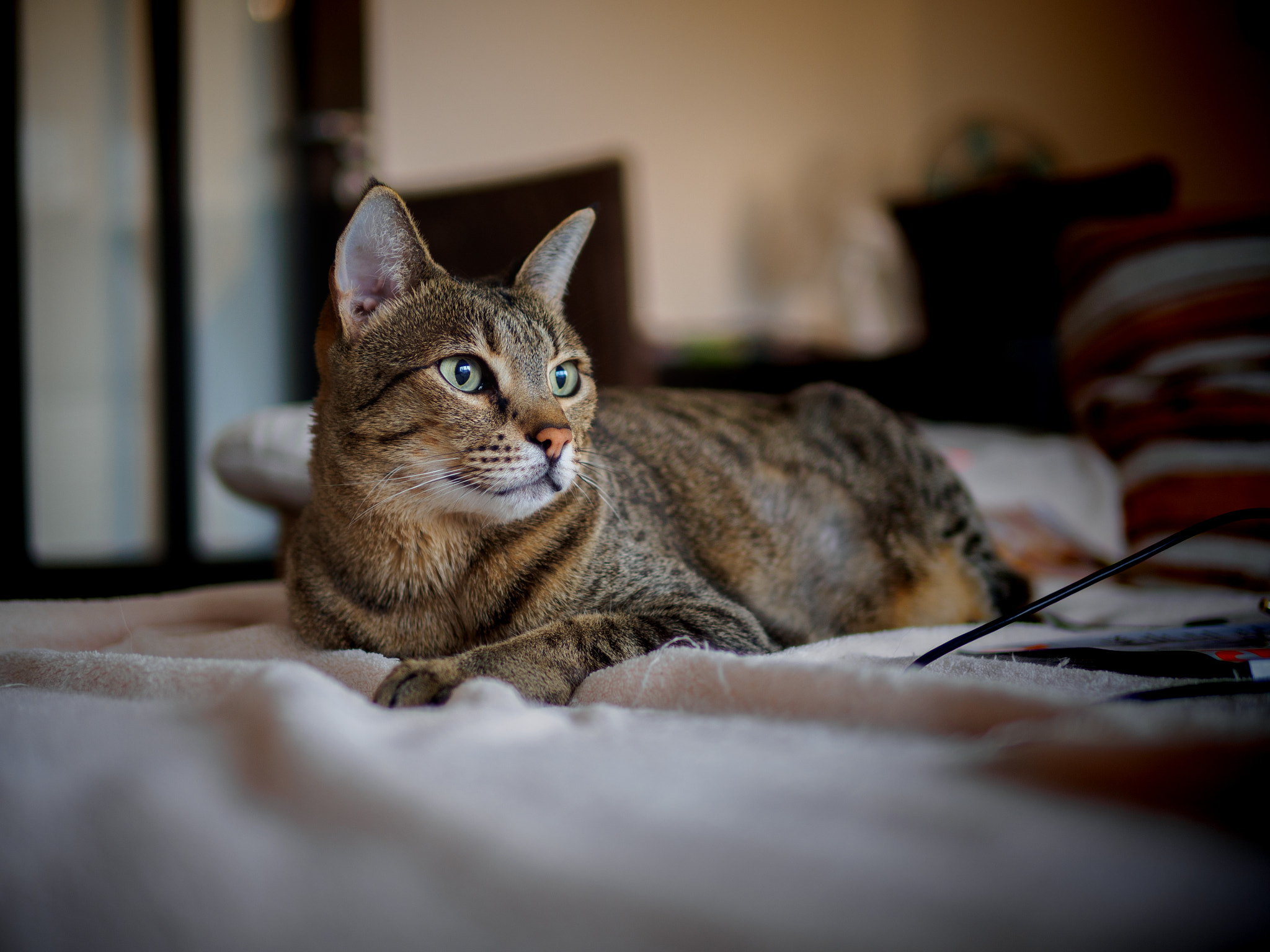 Olympus OM-D E-M10 II + Panasonic Leica DG Summilux 25mm F1.4 II ASPH sample photo. Olympus digital camera photography