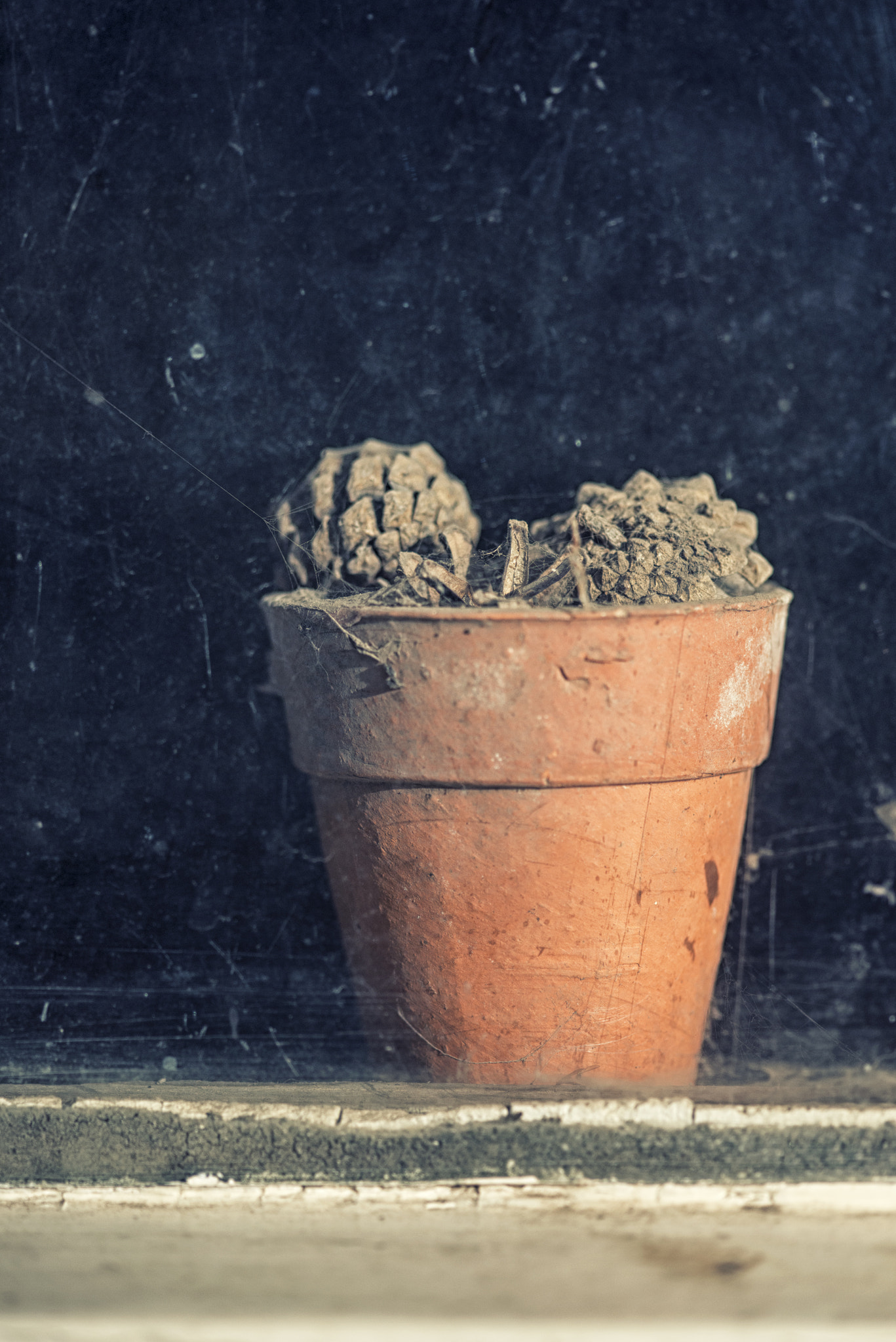 Nikon D800 + Sigma 105mm F2.8 EX DG Macro sample photo. Dying plants on pots in window of old vintage retro potting shed photography