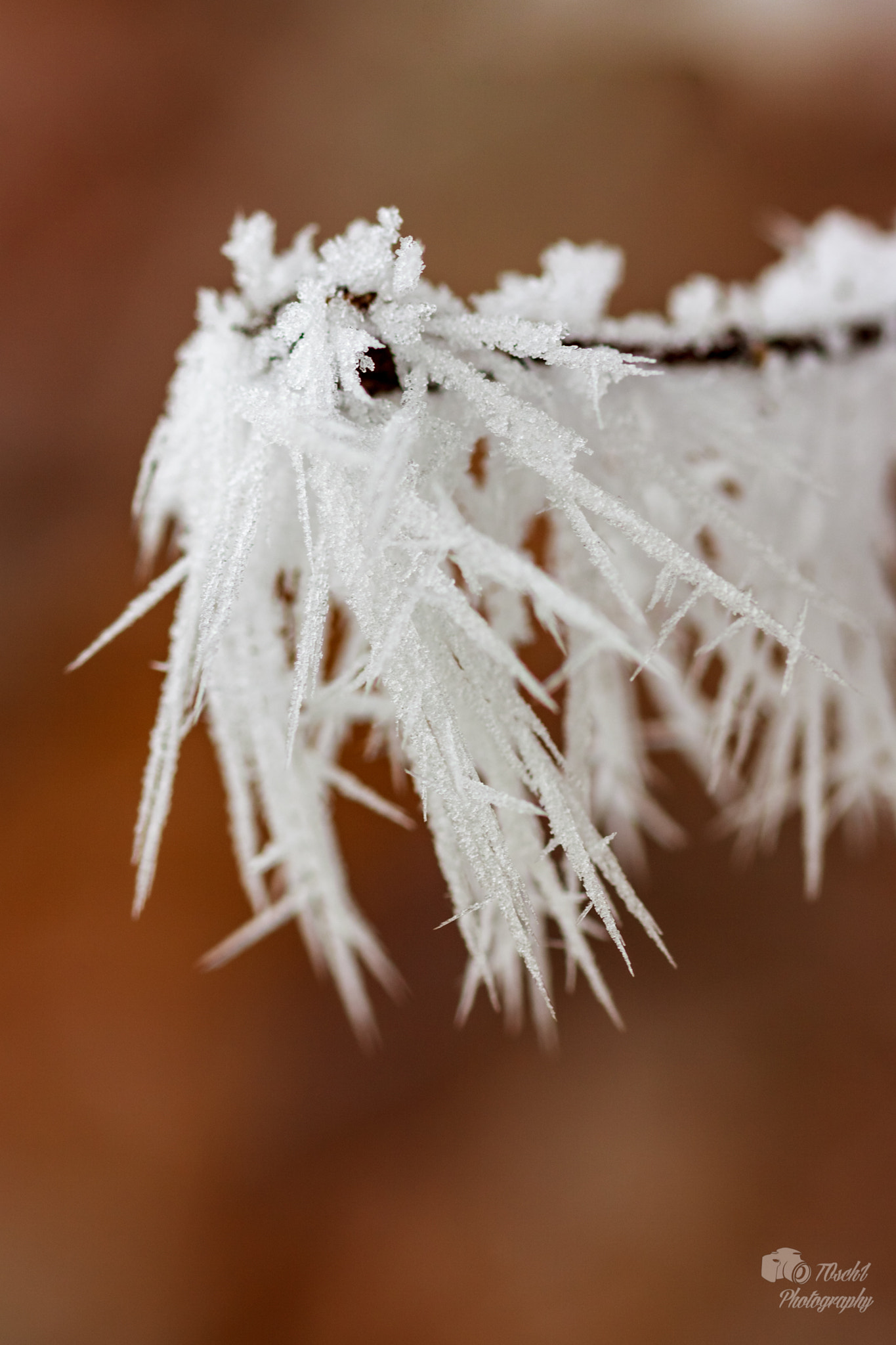 Canon EF 100mm F2.8 Macro USM sample photo. Wintertime photography