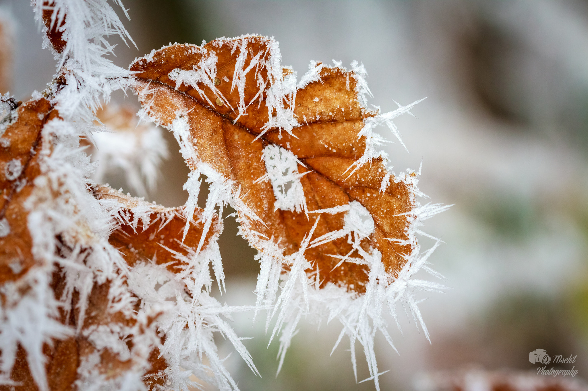 Canon EF 100mm F2.8 Macro USM sample photo. Wintertime photography