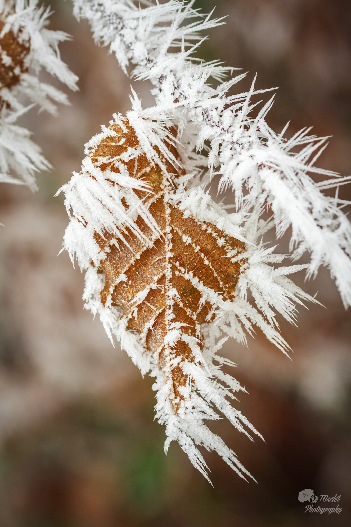 Canon EF 100mm F2.8 Macro USM sample photo. Wintertime photography