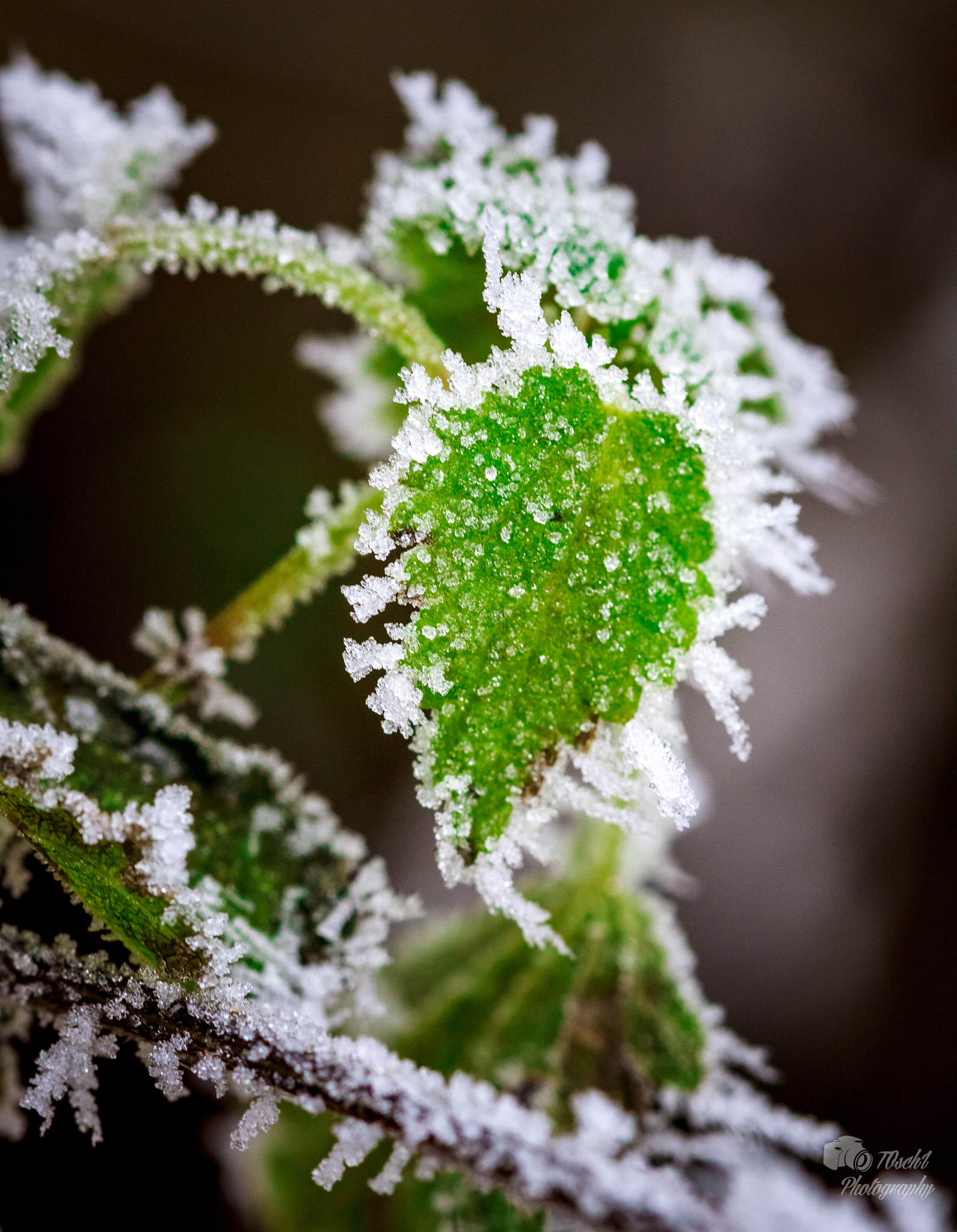 Canon EF 100mm F2.8 Macro USM sample photo. Wintertime photography
