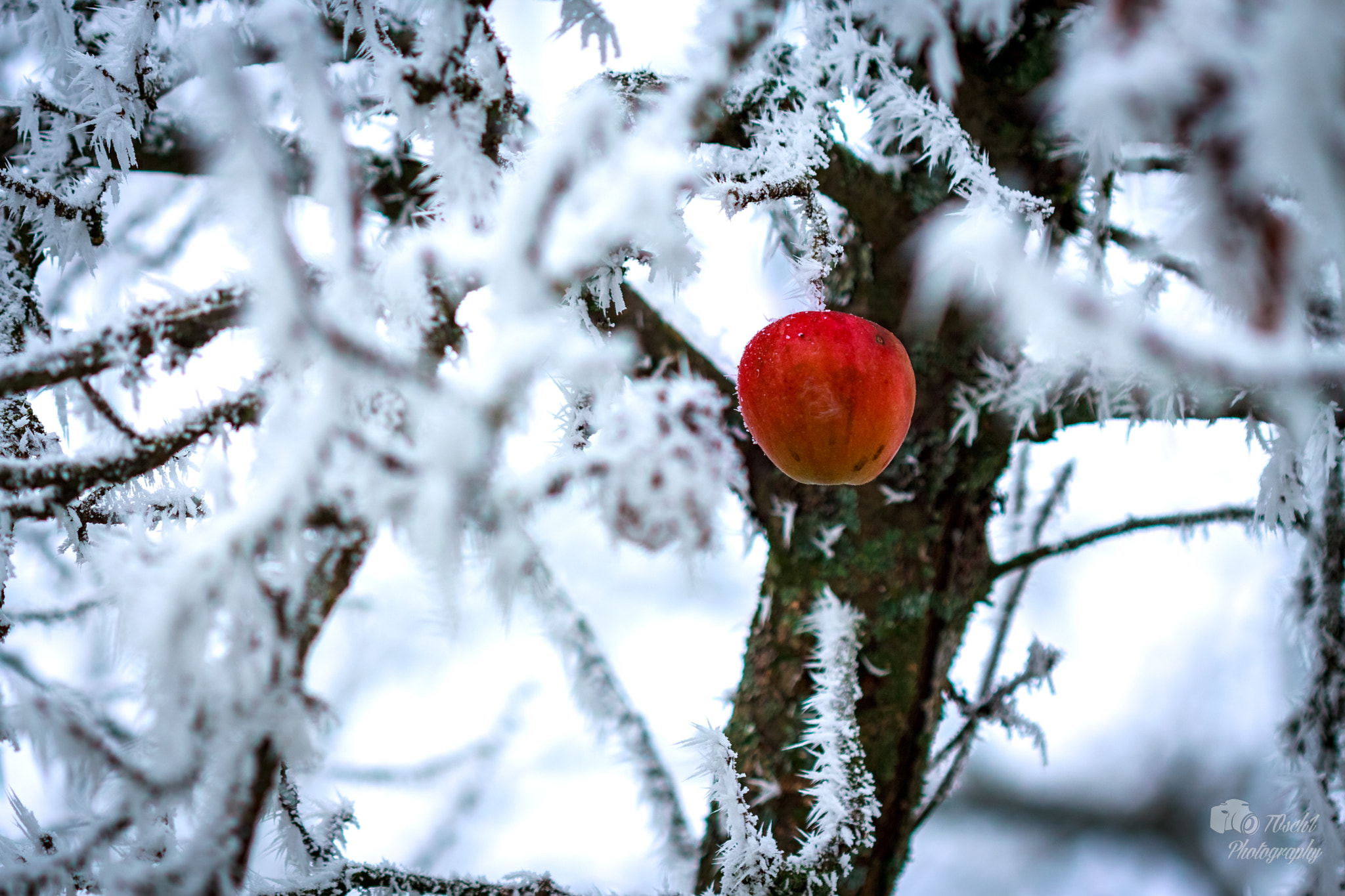 Canon EF 100mm F2.8 Macro USM sample photo. Wintertime photography
