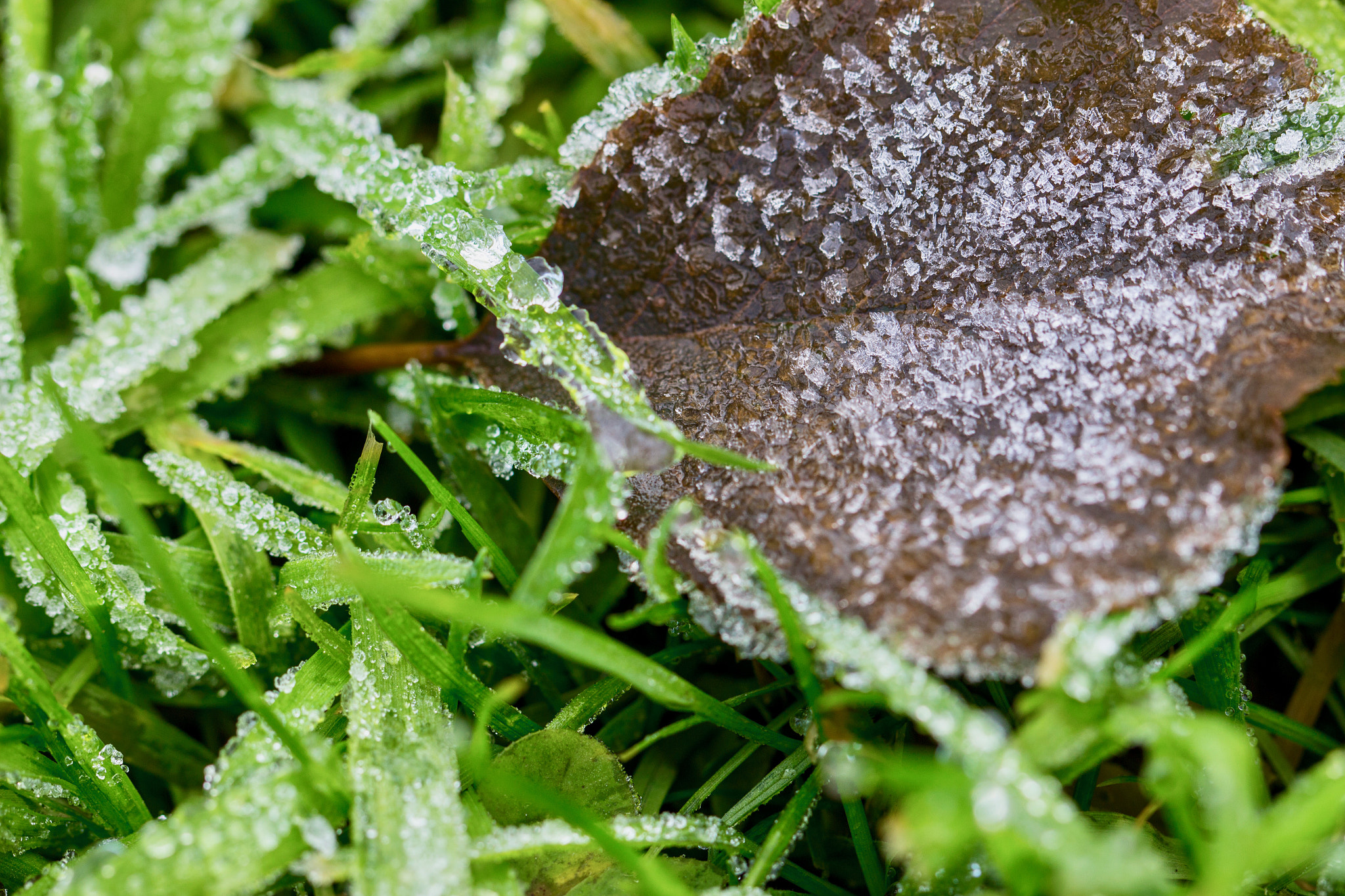 Canon EF 100mm F2.8L Macro IS USM sample photo. Icy leaf photography
