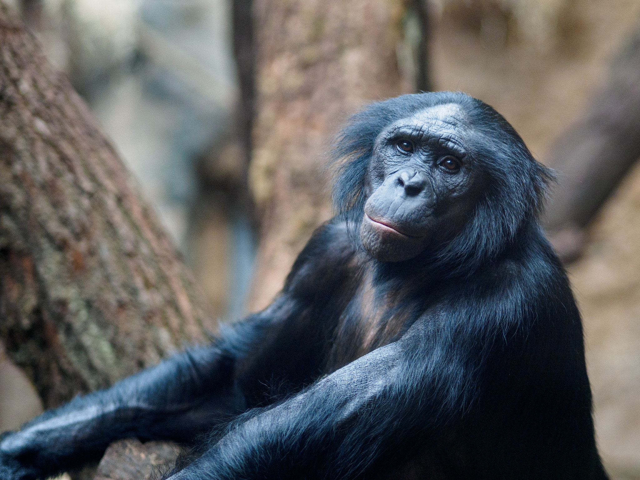 Olympus OM-D E-M1 + Olympus M.Zuiko Digital ED 75mm F1.8 sample photo. Frankfurt zoo photography