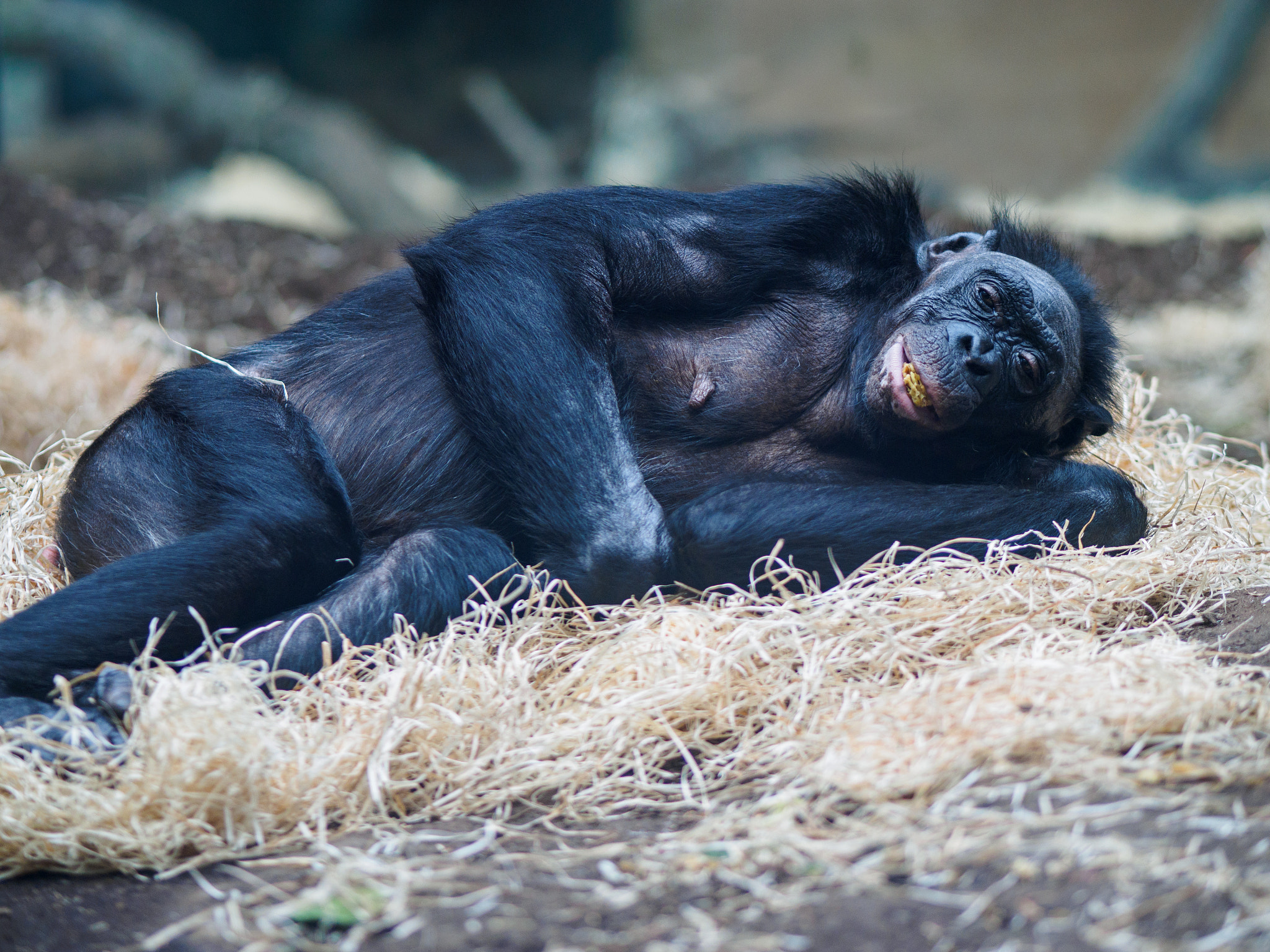 Olympus OM-D E-M1 + Olympus M.Zuiko Digital ED 75mm F1.8 sample photo. Frankfurt zoo photography