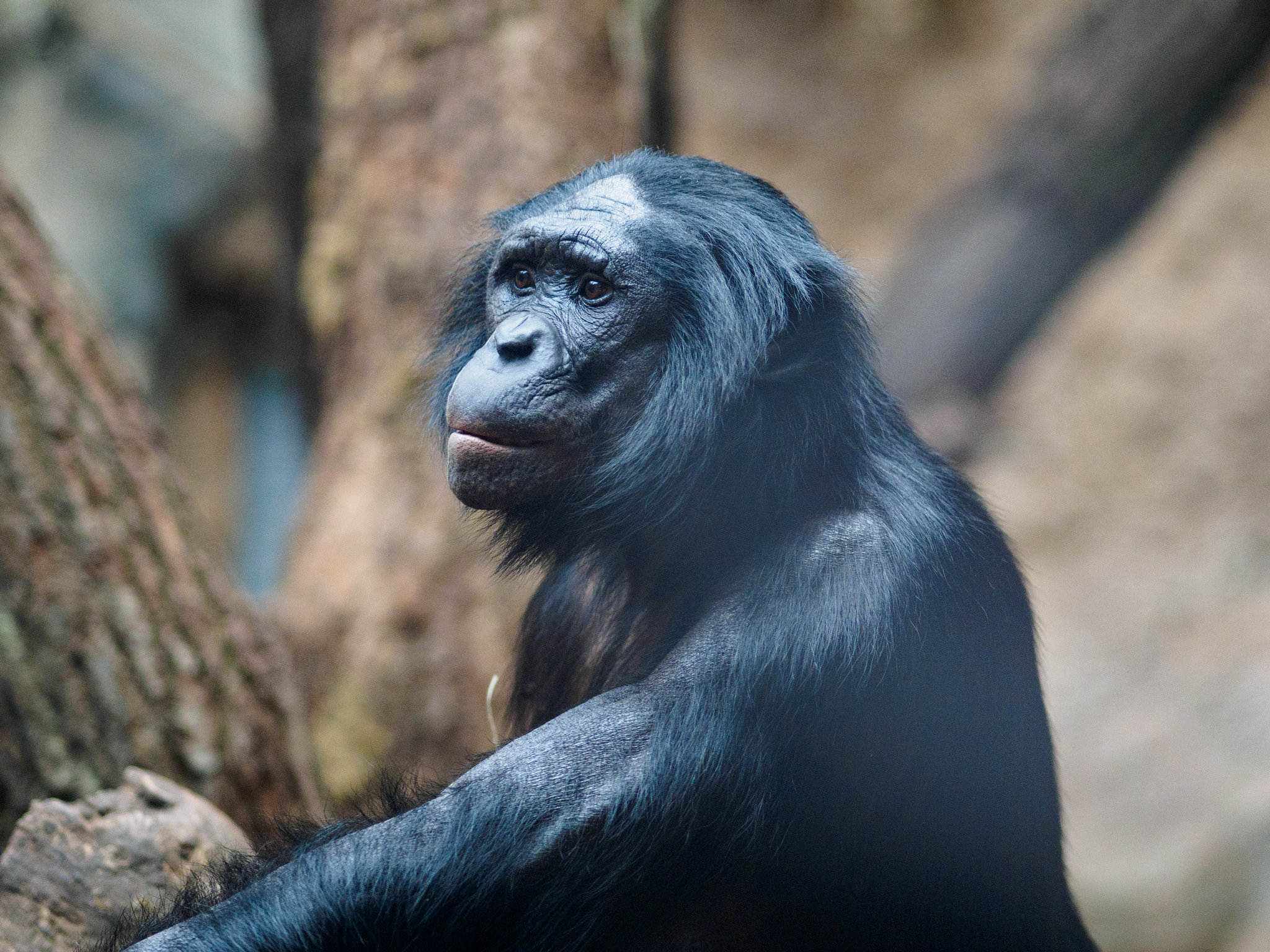 Olympus OM-D E-M1 + Olympus M.Zuiko Digital ED 75mm F1.8 sample photo. Frankfurt zoo photography