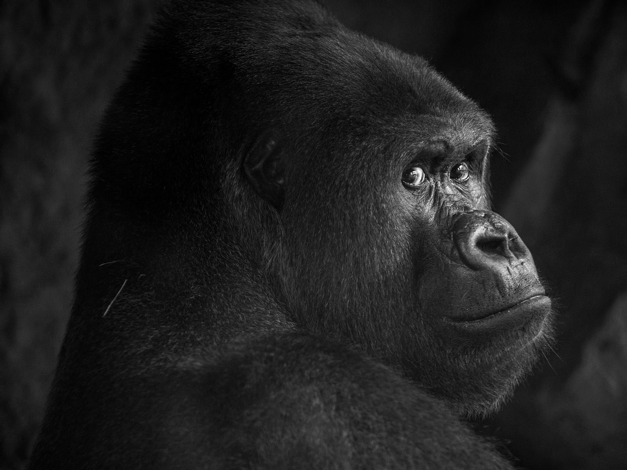 Olympus OM-D E-M1 + Olympus M.Zuiko Digital ED 75mm F1.8 sample photo. Frankfurt zoo photography