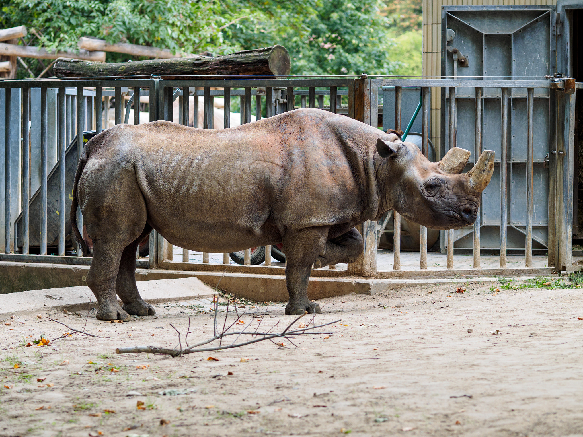 Olympus OM-D E-M1 + Olympus M.Zuiko Digital ED 75mm F1.8 sample photo. Frankfurt zoo photography