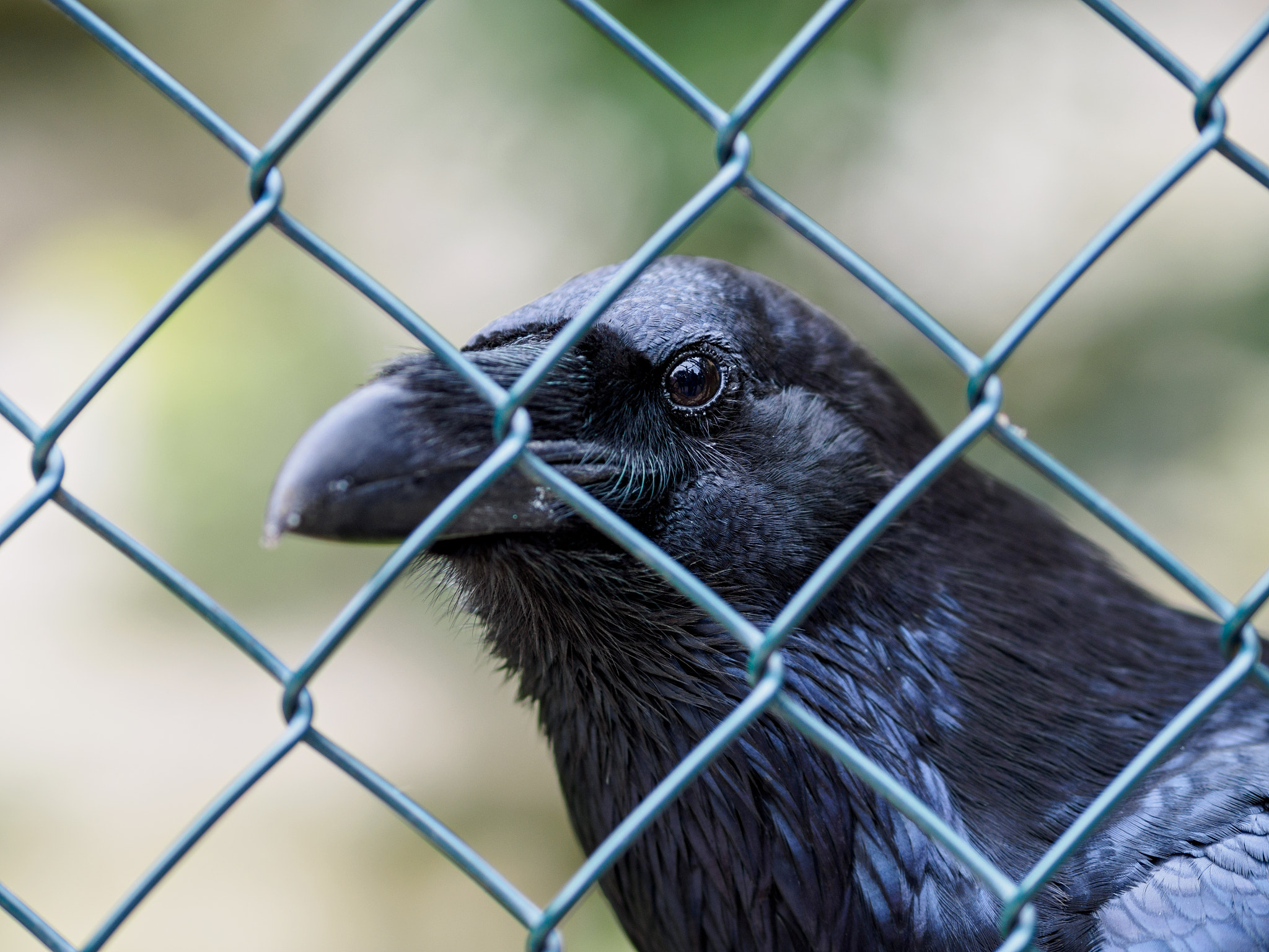 Olympus OM-D E-M1 + Olympus M.Zuiko Digital ED 75mm F1.8 sample photo. Frankfurt zoo photography