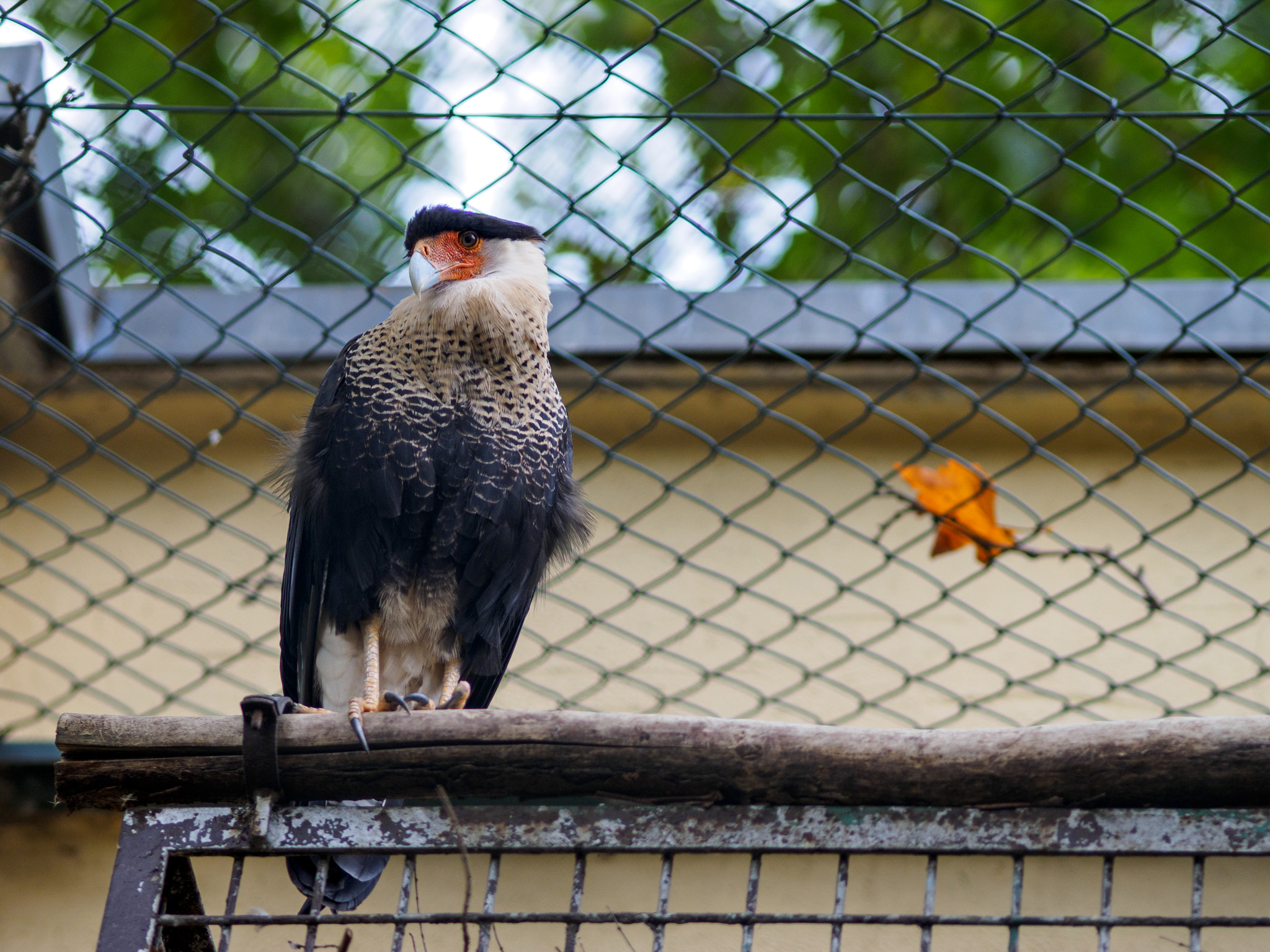 Olympus OM-D E-M1 + Olympus M.Zuiko Digital ED 75mm F1.8 sample photo. Frankfurt zoo photography