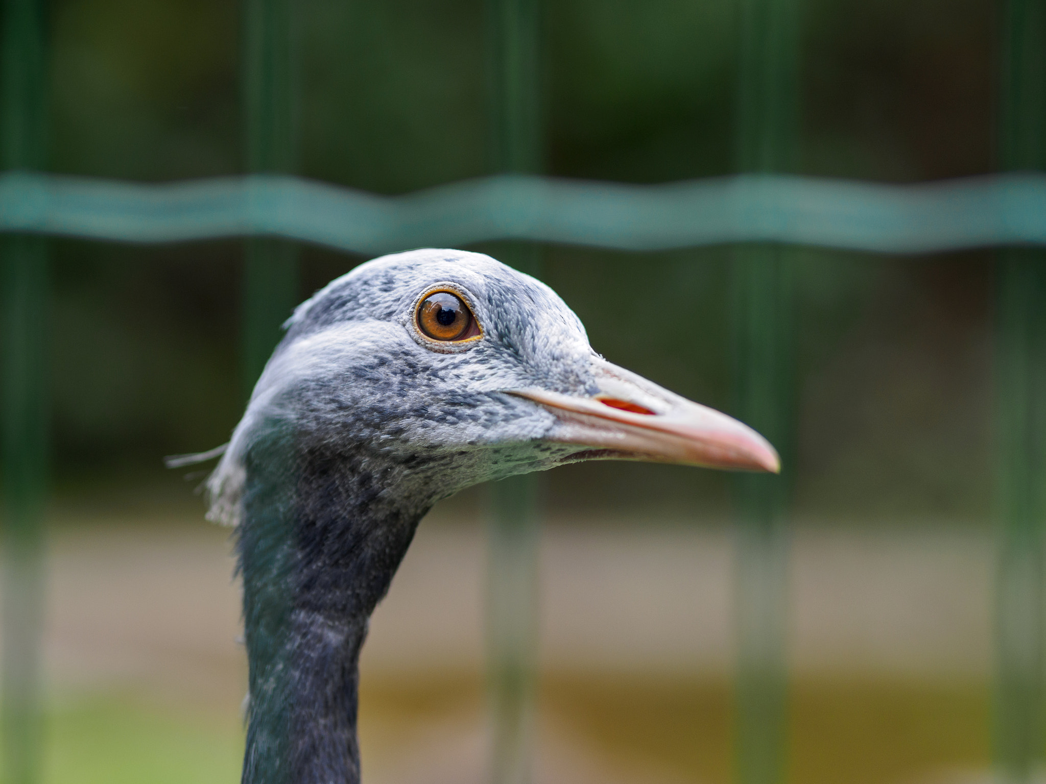 Olympus OM-D E-M1 + Olympus M.Zuiko Digital ED 75mm F1.8 sample photo. Frankfurt zoo photography