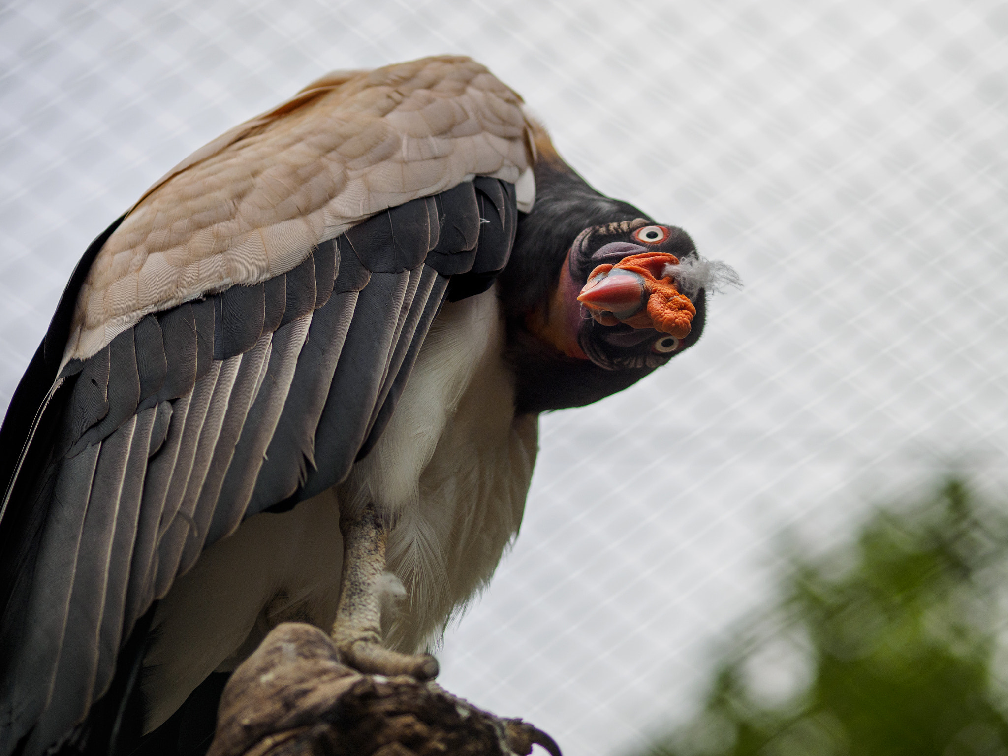 Olympus OM-D E-M1 + Olympus M.Zuiko Digital ED 75mm F1.8 sample photo. Frankfurt zoo photography