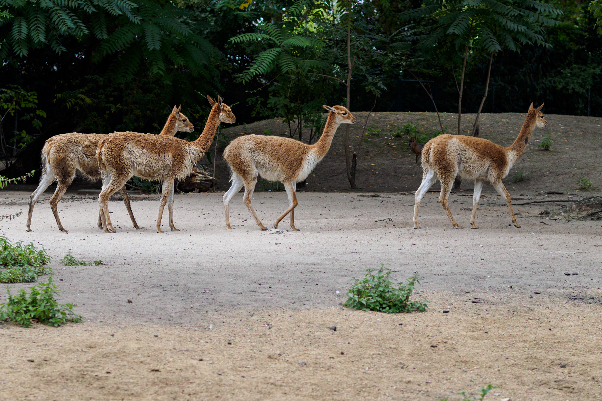 Olympus OM-D E-M1 + Olympus M.Zuiko Digital ED 75mm F1.8 sample photo. Frankfurt zoo photography
