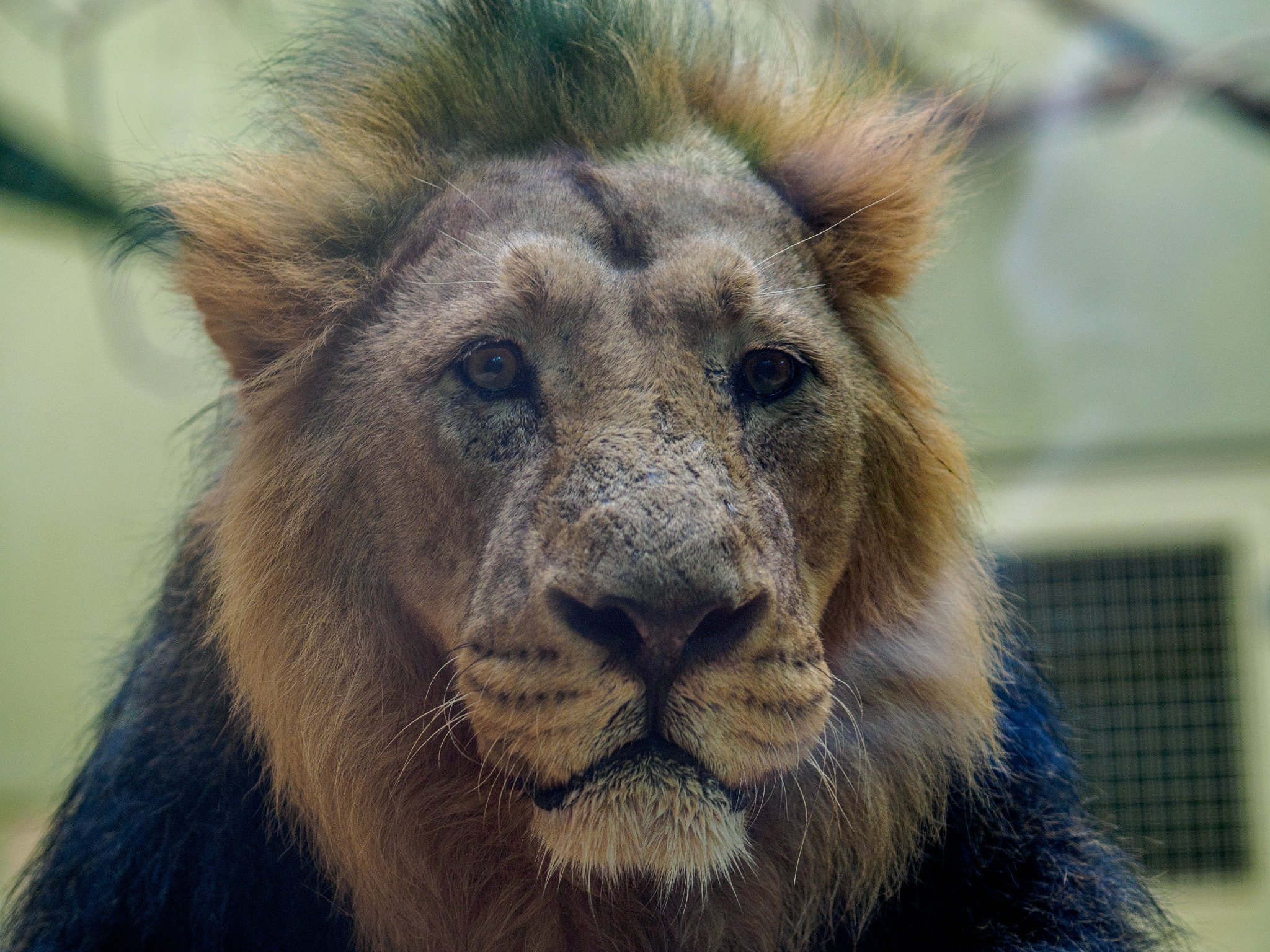 Olympus OM-D E-M1 + Olympus M.Zuiko Digital ED 75mm F1.8 sample photo. Frankfurt zoo photography