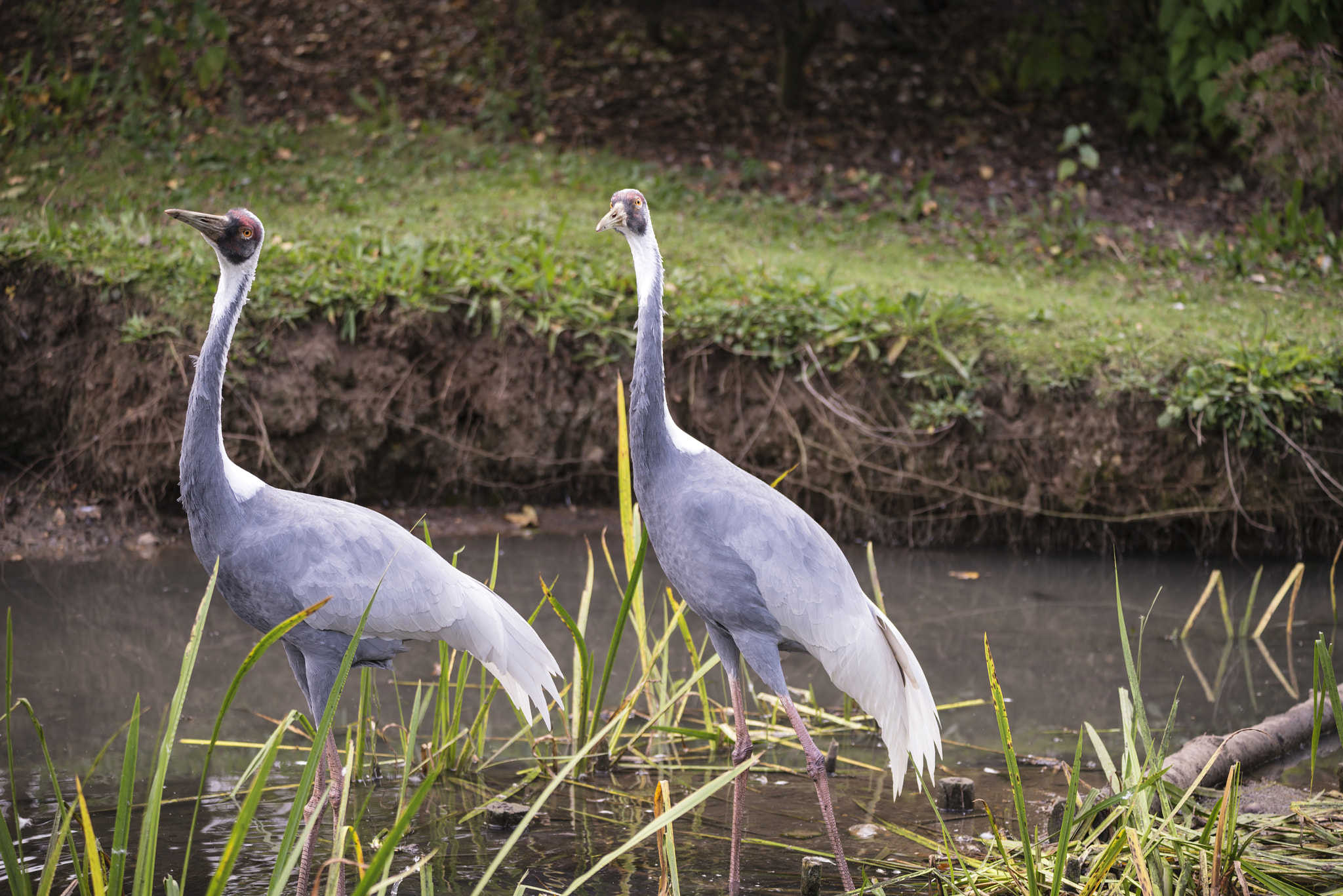 Nikon D800 sample photo. Natural portrait of white-naped crane bird from china photography