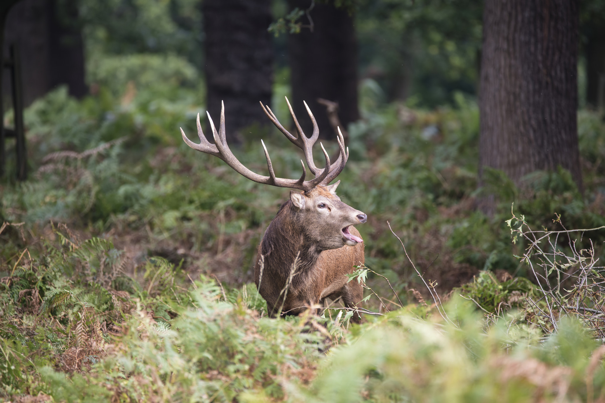 Nikon D800 sample photo. Majestic powerful red deer stag cervus elaphus in forest landsca photography